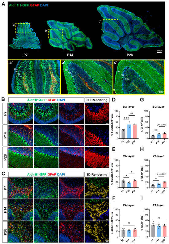 Comparative Transcriptomic Analysis of Cerebellar Astrocytes across ...