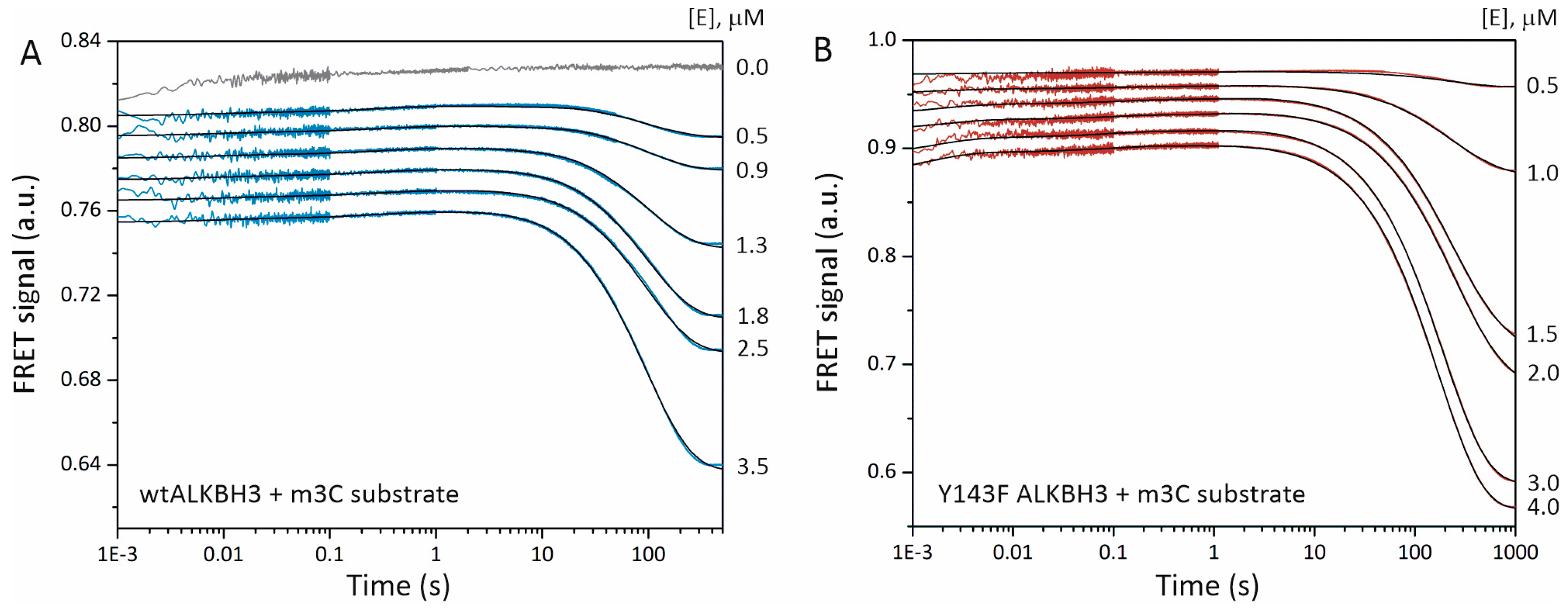 Spectroscopic and in vitro Investigations of Fe2+/α‐Ketoglutarate
