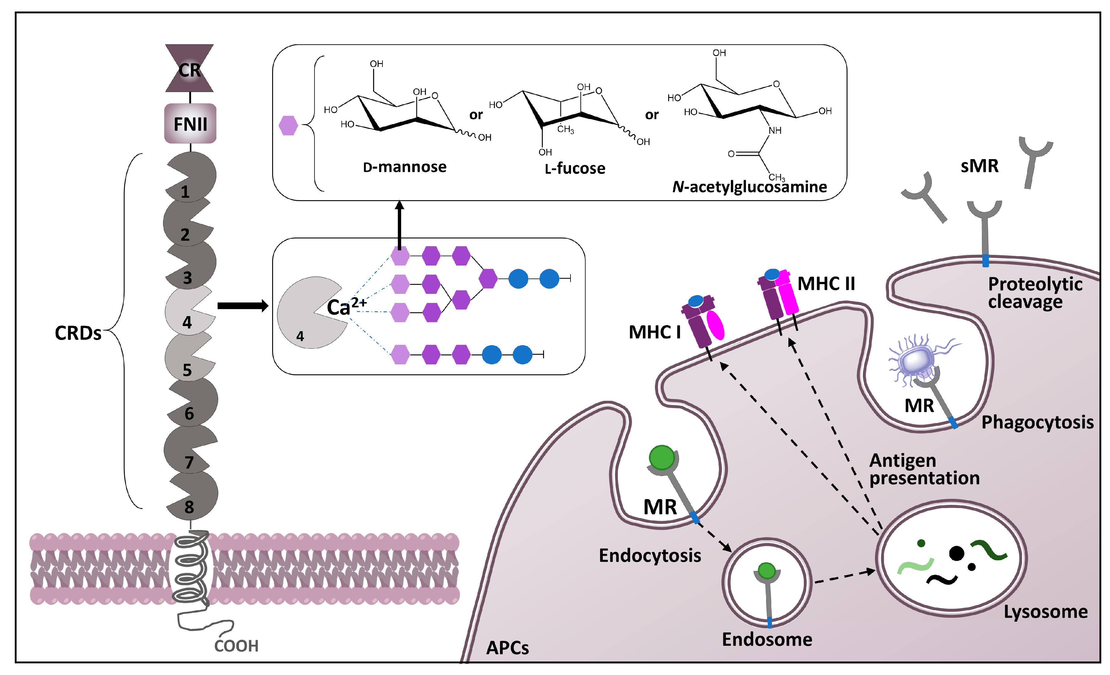 Mannose Ligands For Mannose Receptor Targeting Mannose Ligands For Mannose Receptor Targeting