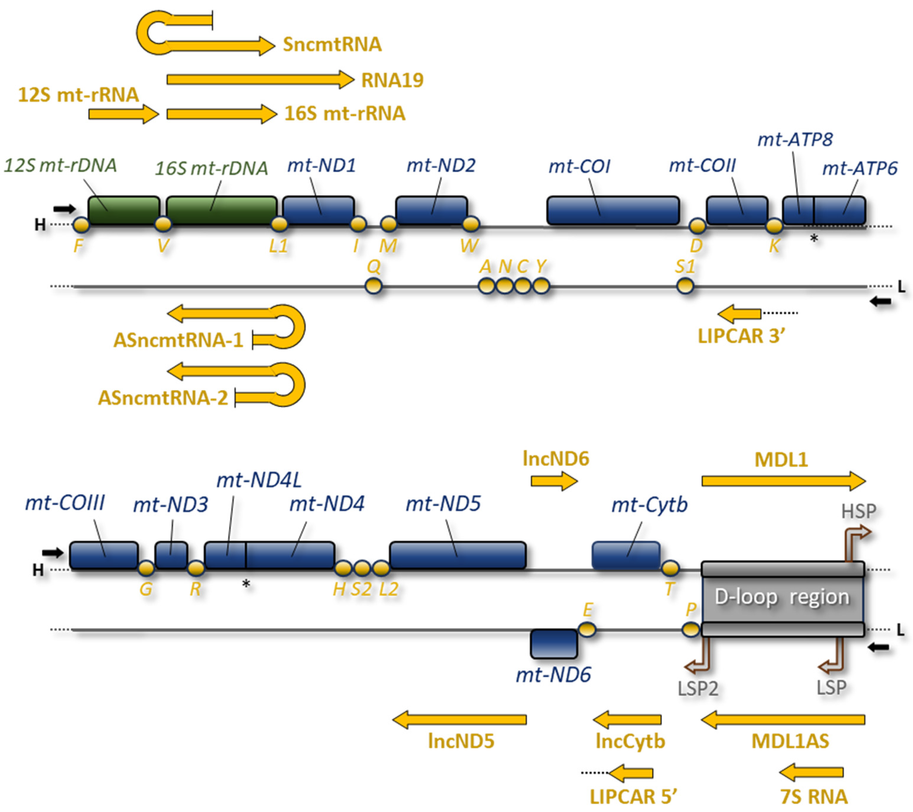 IJMS | Free Full-Text | Human mtDNA-Encoded Long ncRNAs: Knotty 