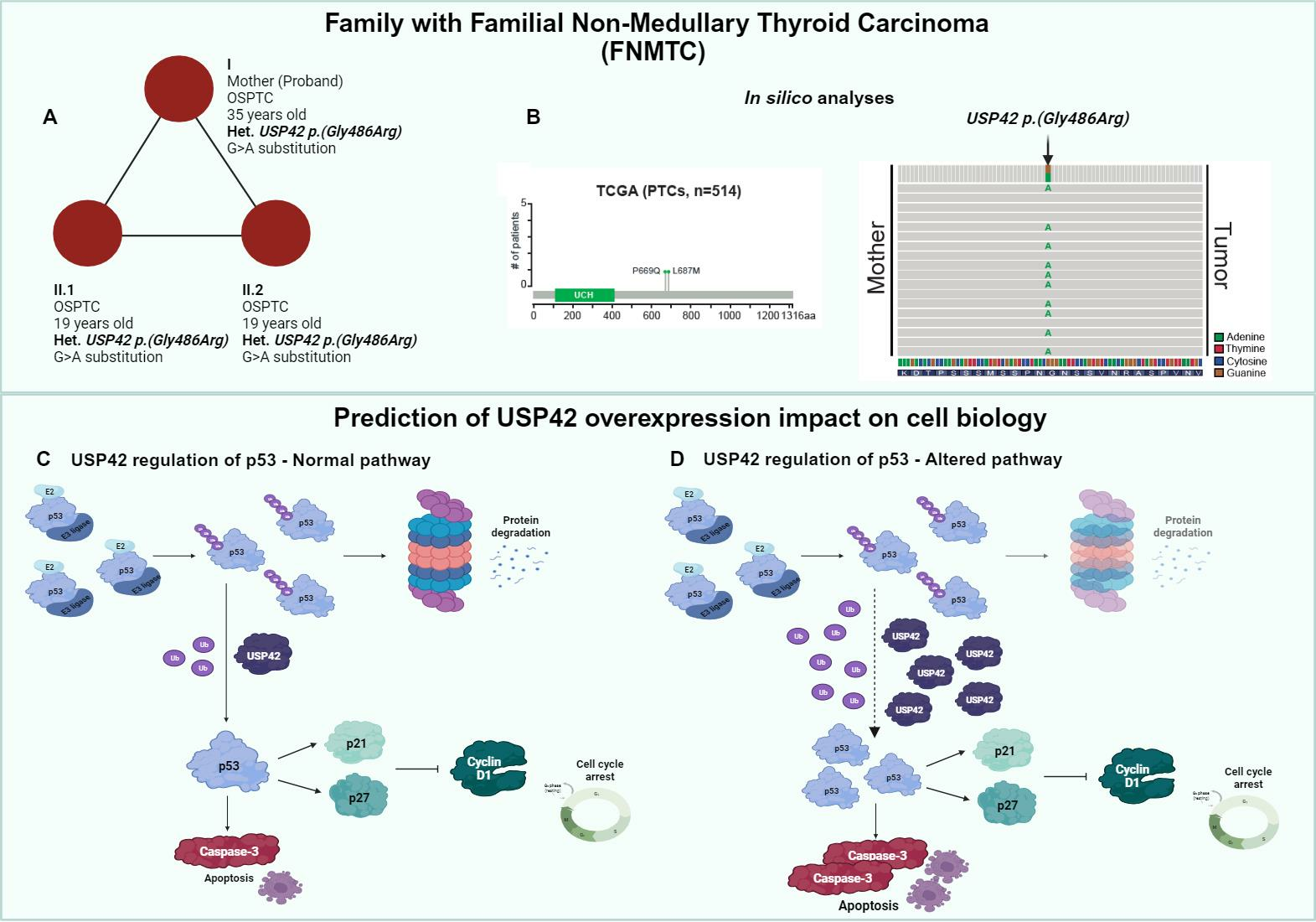 IJMS | Free Full-Text | Investigating USP42 Mutation as Underlying 