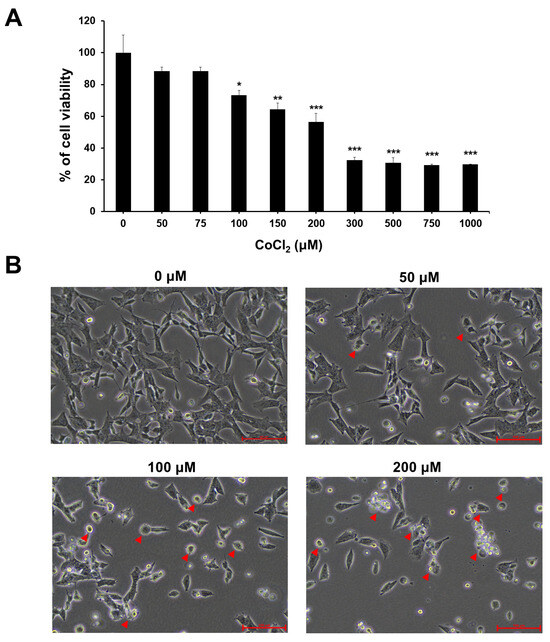 Ijms Free Full Text Chemical Hypoxia Induces Pyroptosis In Neuronal Cells By Caspase 0644