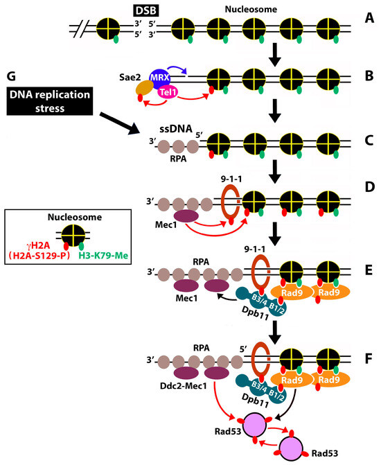 IJMS | Free Full-Text | γH2A/γH2AX Mediates DNA Damage-Specific Control ...