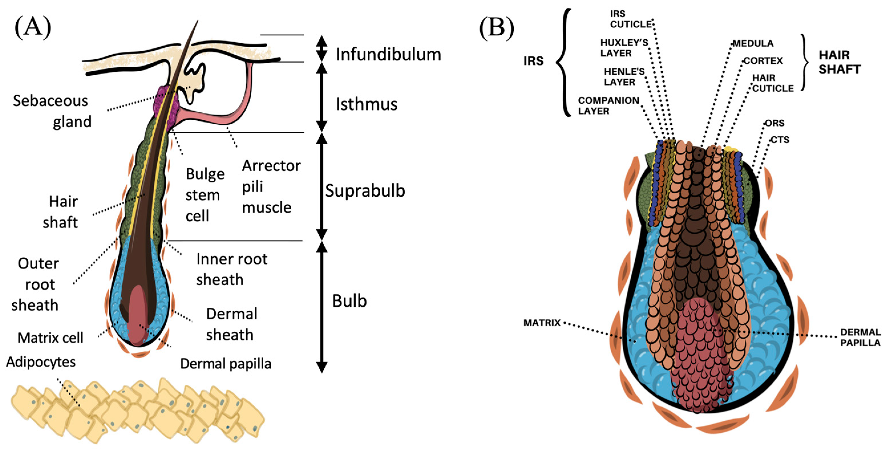 Anatomy Of A Hair Follicle Anatomy Of Hair Follicles Stock Anatomy Of A Hair Follicle Anatomy Of Hair Follicles Stock