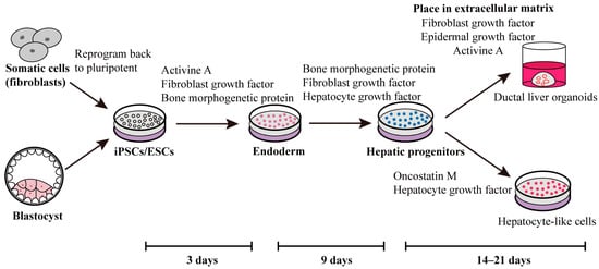 IJMS | Free Full-Text | Application Prospect of Induced Pluripotent ...