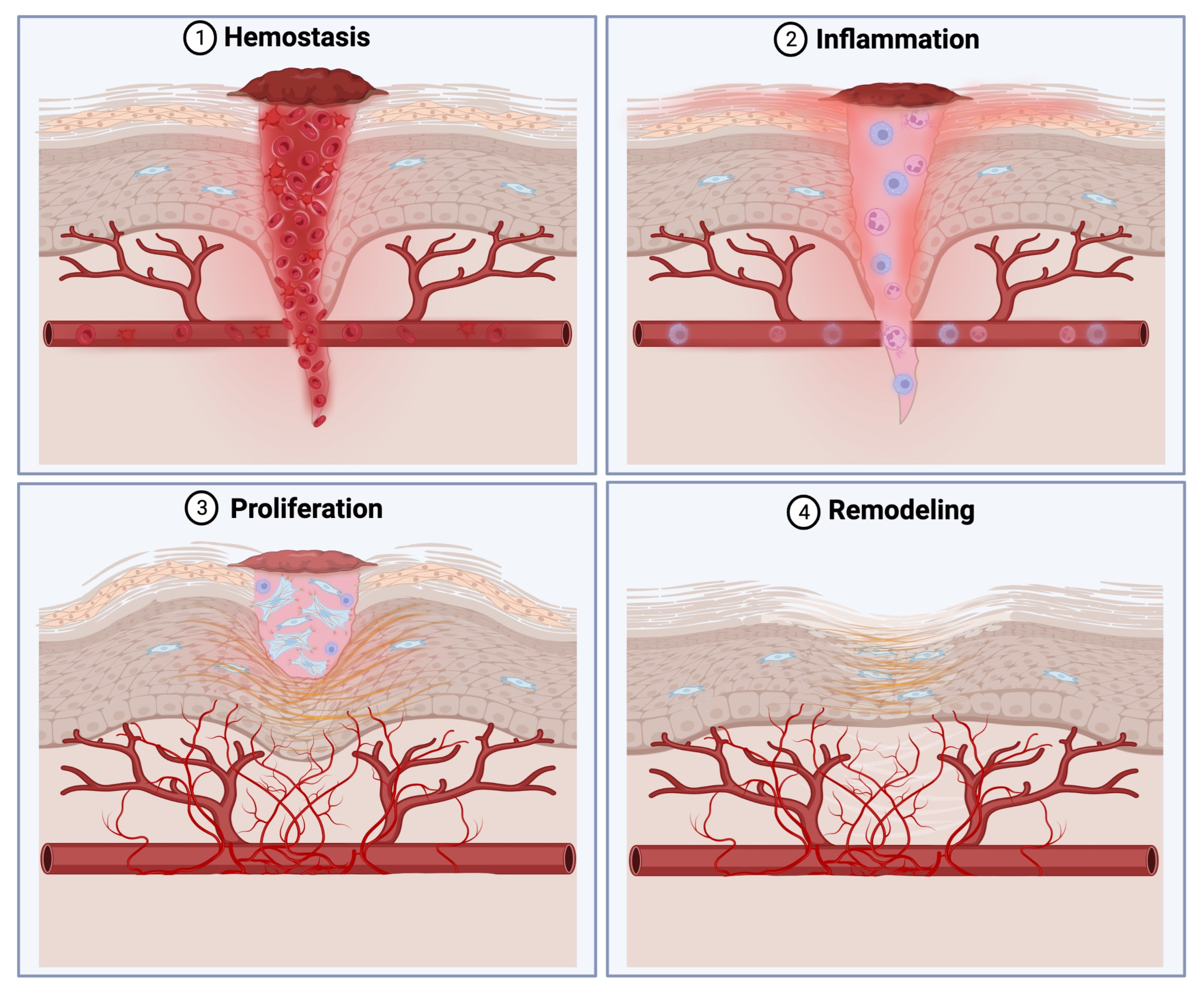 MOTS-C & BPC-157 & TB-500 | Shaanxi Bloom Tech MOTS-C & BPC-157 & TB-500 | Shaanxi Bloom Tech