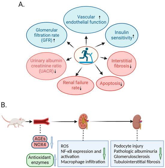 IJMS | Free Full-Text | Exercise in Diabetic Nephropathy: Protective ...