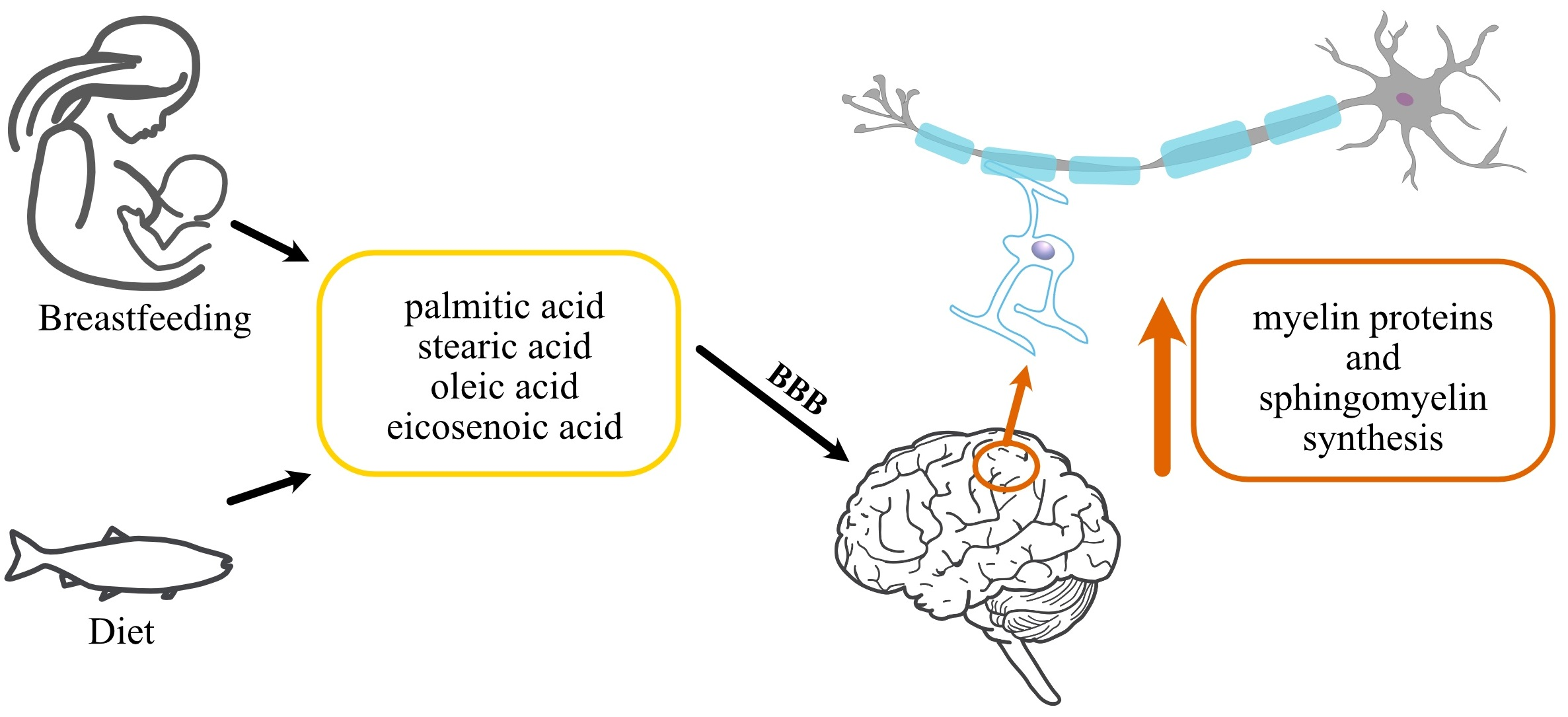 What is nervonic acid and how does it relate to brain health? What is nervonic acid and how does it relate to brain health?