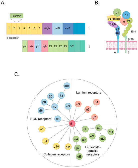 Roles of Integrin in Cardiovascular Diseases: From Basic