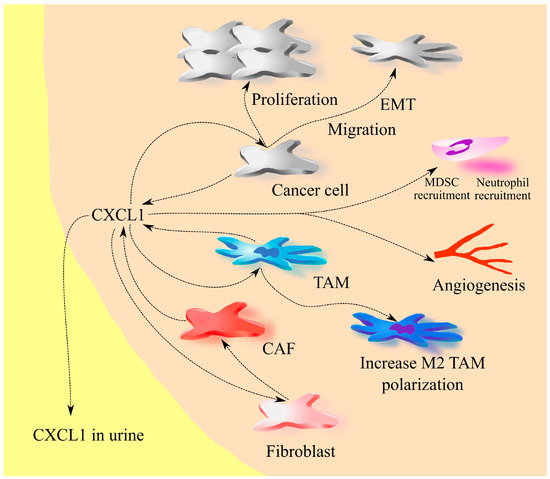 IJMS | Free Full-Text | The Clinical Significance and Involvement in ...