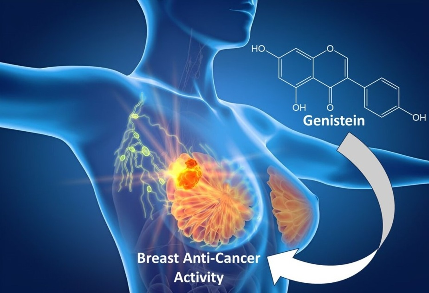 IJMS | Free Full-Text | Molecular Pathways of Genistein Activity in Breast  Cancer Cells