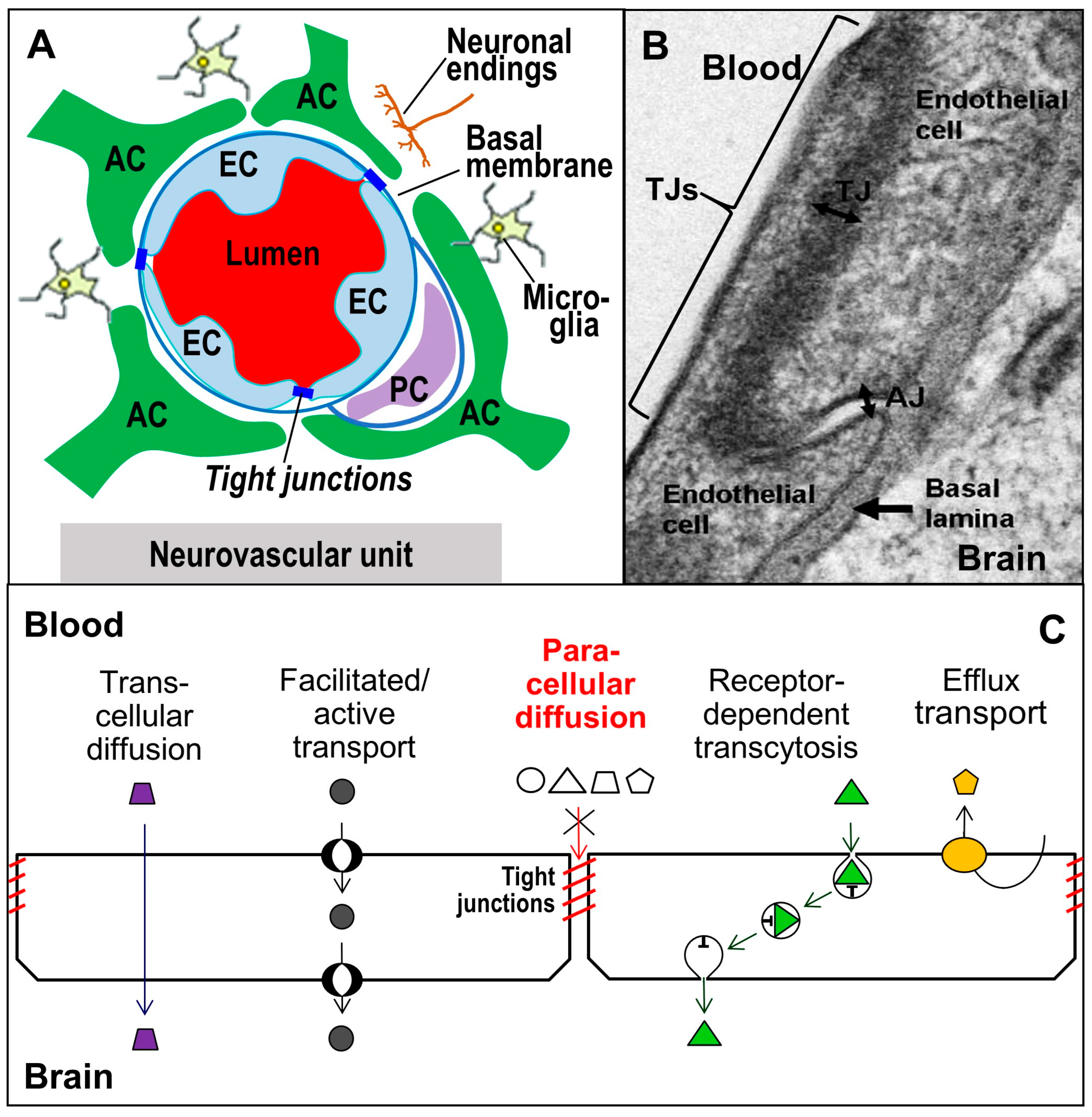 IJMS | Free Full-Text | The Basic Requirement of Tight Junction 