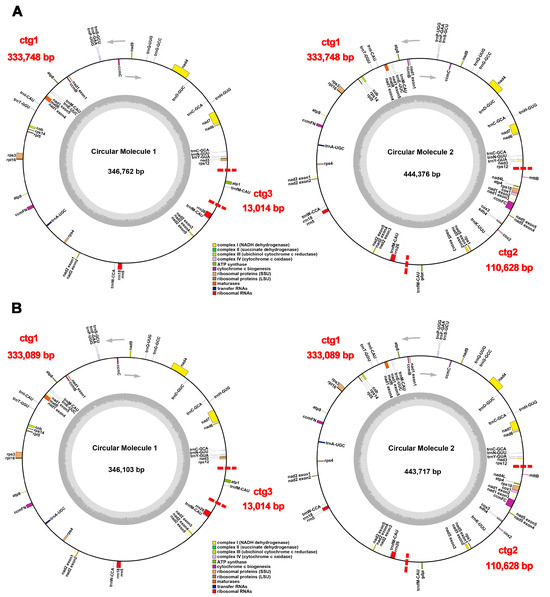 De Novo Assembly and Comparative Analysis of Mitochondrial Genomes of ...