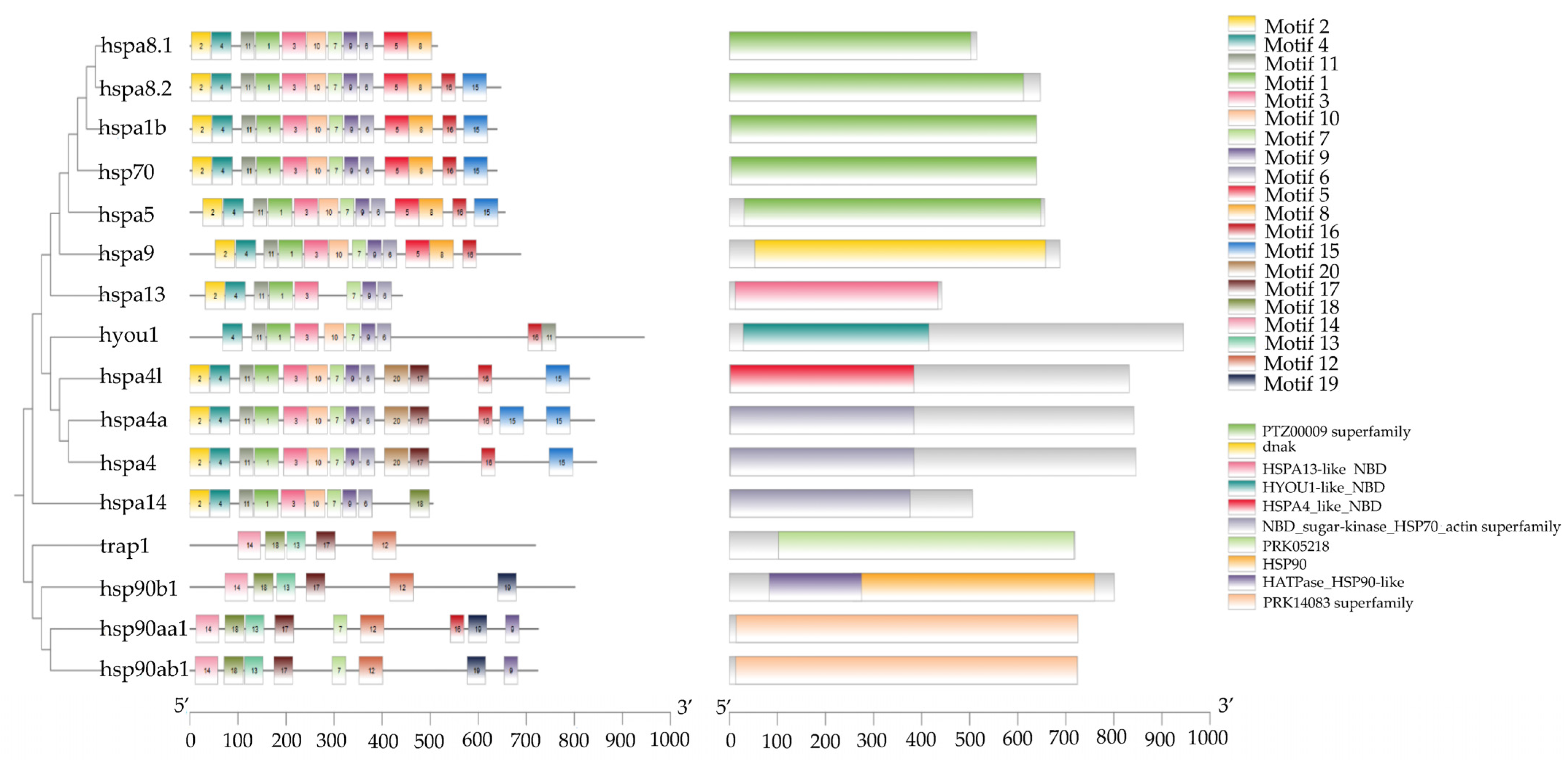 IJMS | Free Full-Text | Genome-Wide Identification, Molecular ...