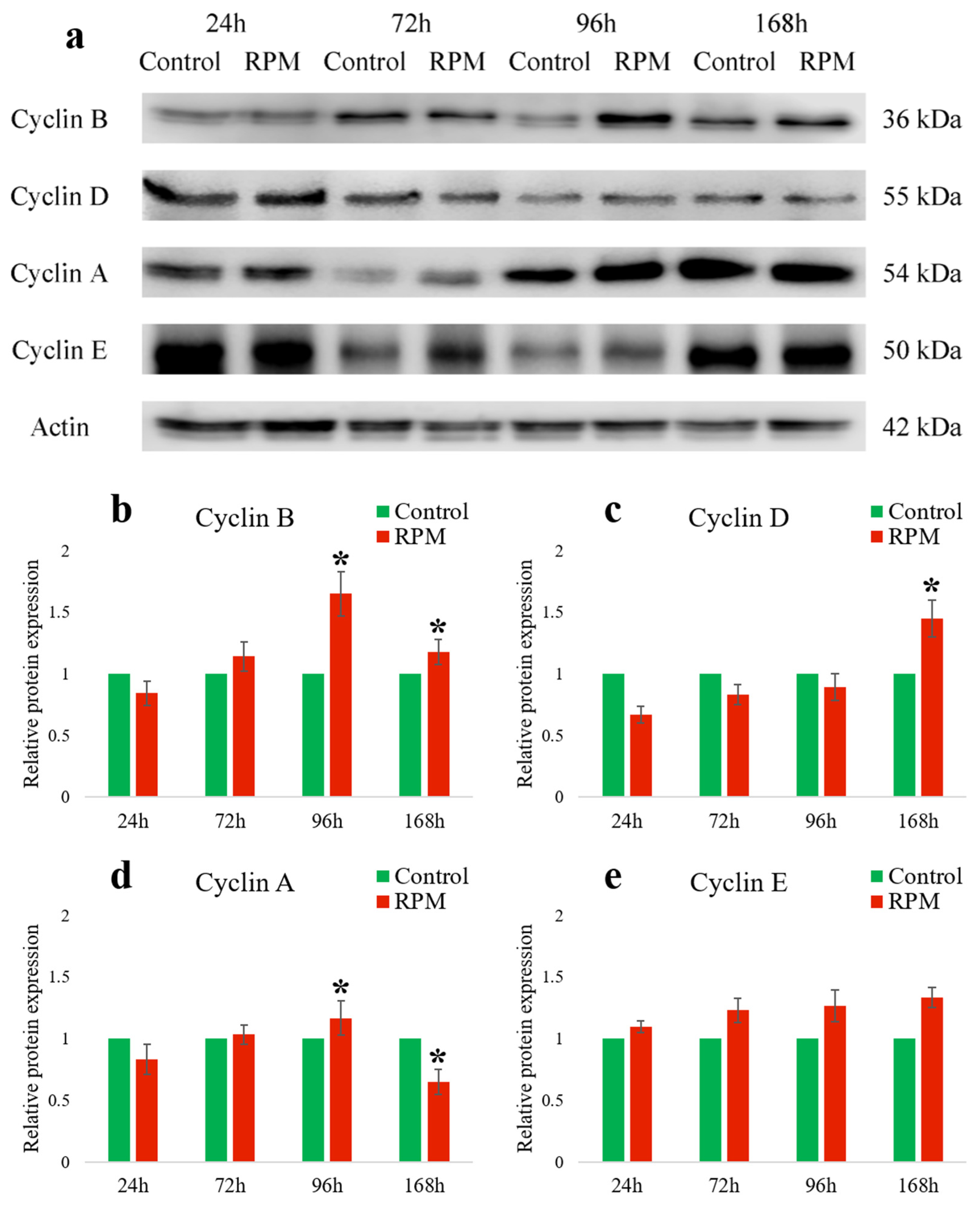 IJMS | Free Full-Text | The Expression Of Cell Cycle Cyclins In A Human ...