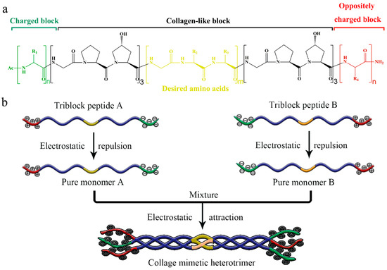 IJMS | Free Full-Text | Versatile Self-Assembly of Triblock Peptides ...