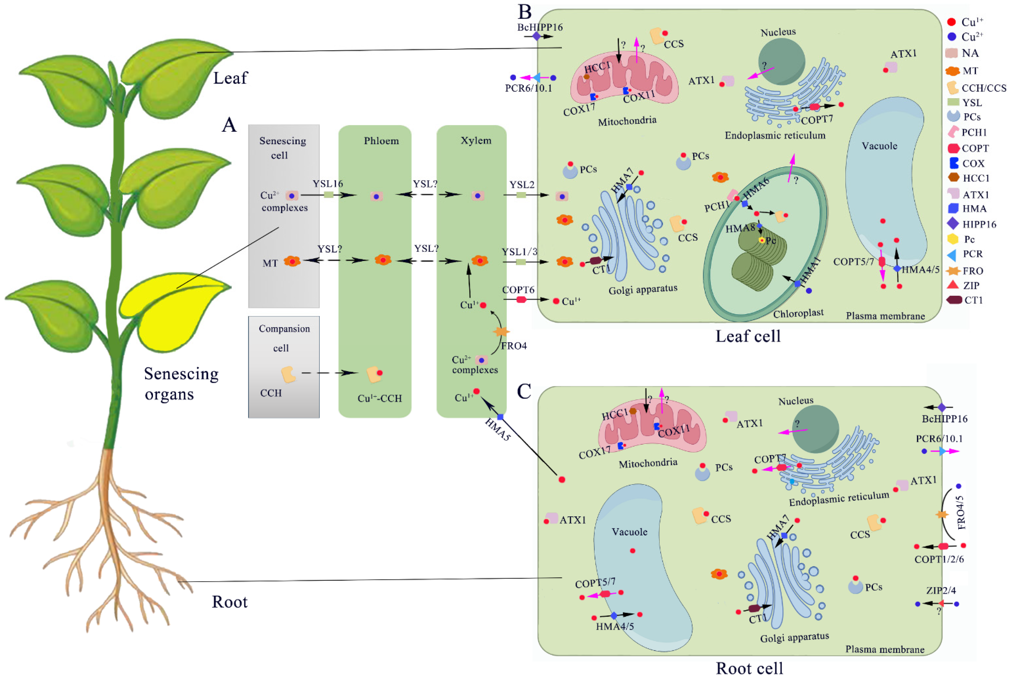 IJMS | Free Full-Text | Molecular Mechanisms of Plant Responses to Copper:  From Deficiency to Excess