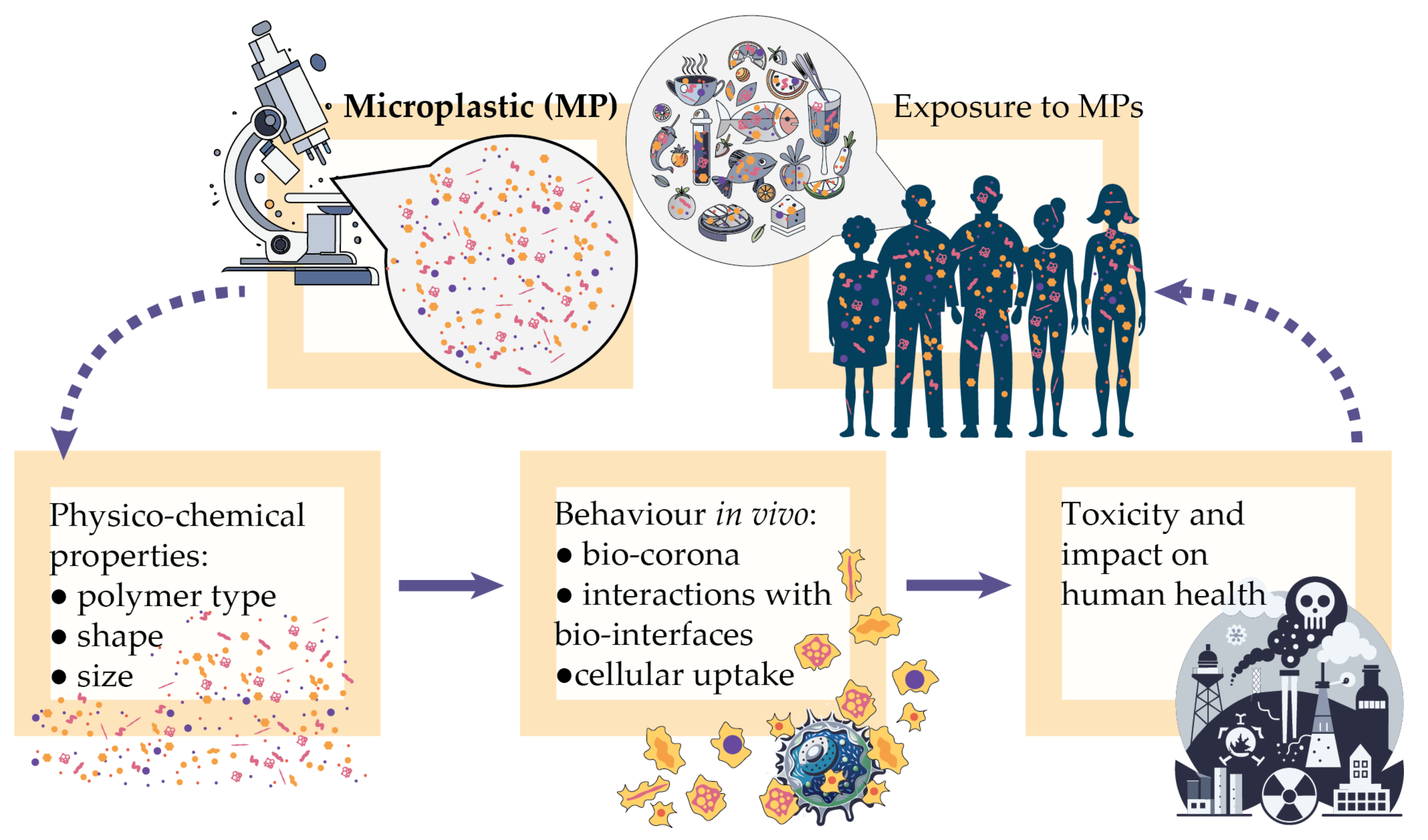 Mapping Microplastics In Humans Analysis Of Polymer Types And Shapes Mapping Microplastics In Humans Analysis Of Polymer Types And Shapes