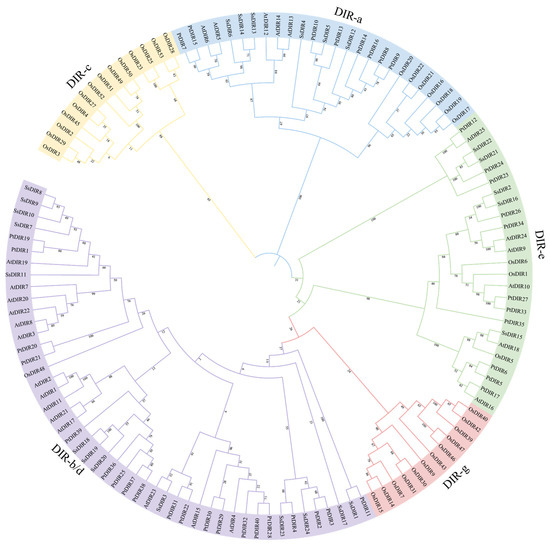 IJMS | Free Full-Text | Genome-Wide Identification, Evolution, and ...