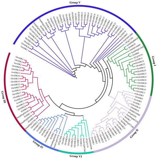 Genome-Wide Identification and Expression Analysis of ADK Gene Family ...