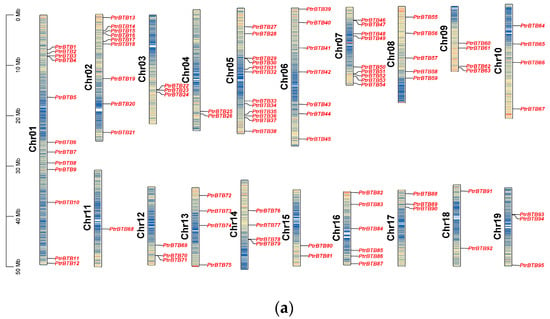 IJMS | Free Full-Text | Genome-Wide Characterization of the BTB Gene ...