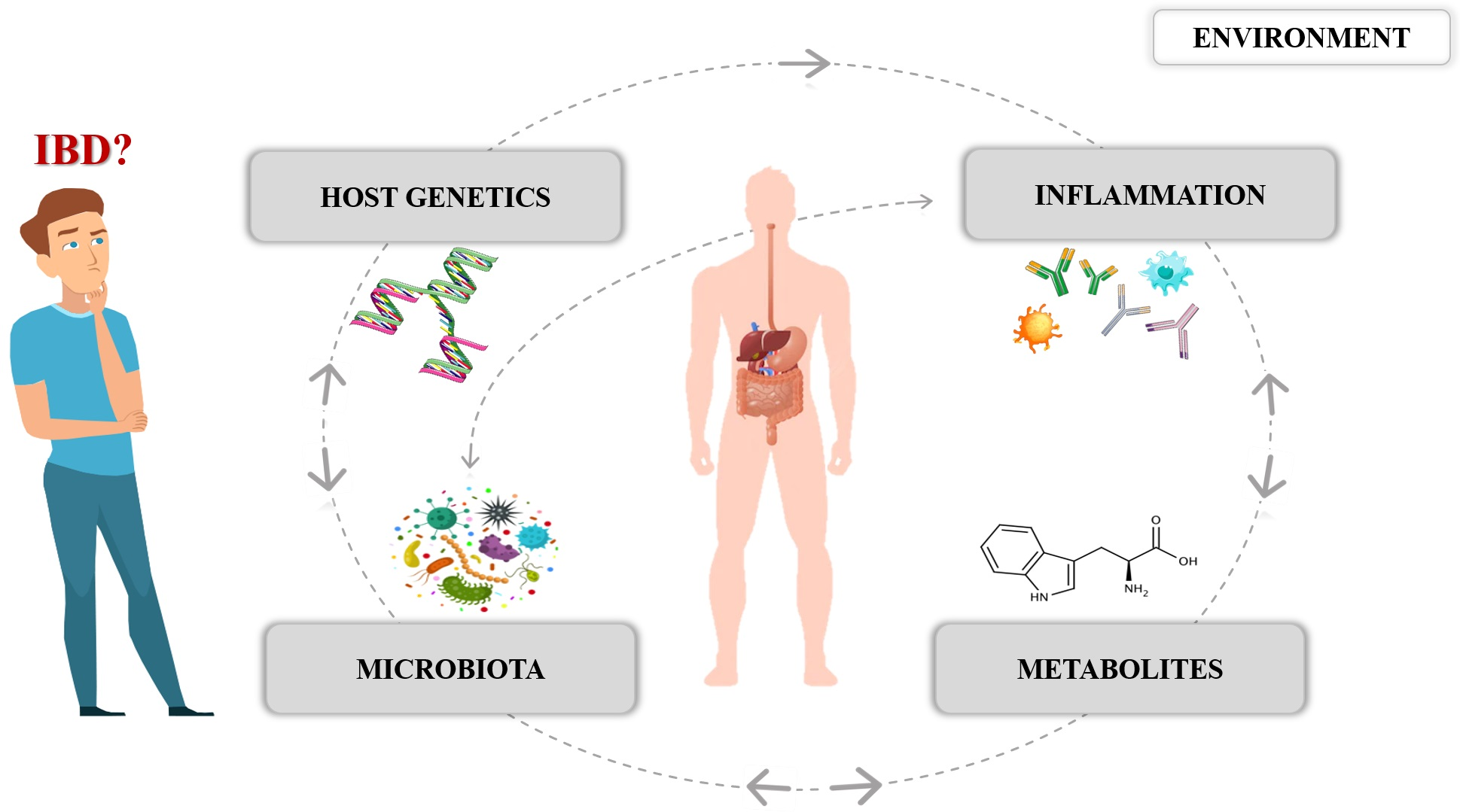 The Role of Host Genetics and Intestinal Microbiota and Metabolome as a New  Insight into IBD Pathogenesis