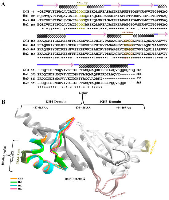 Interactive Structural Analysis of KH3-4 Didomains of IGF2BPs with ...