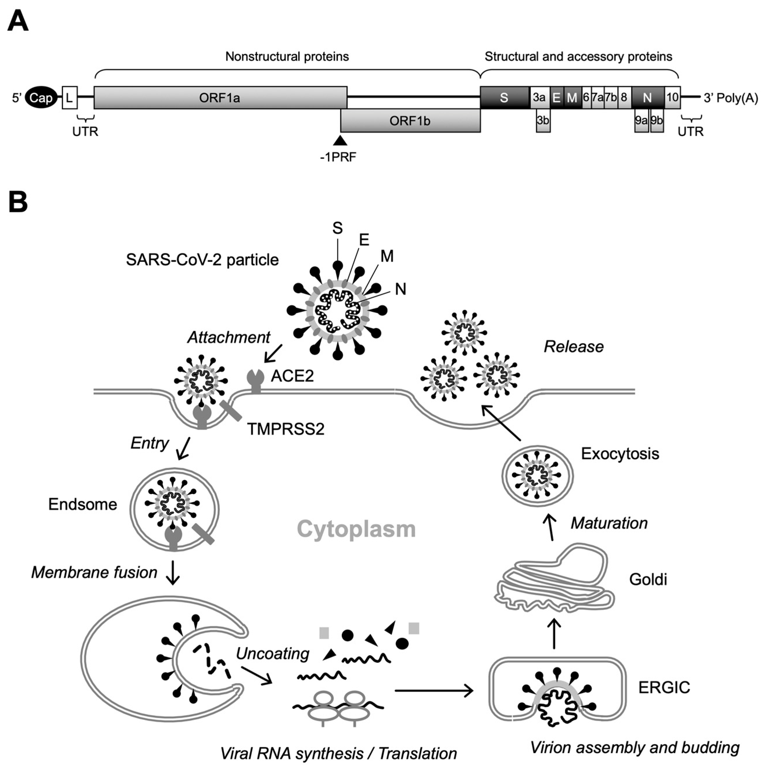 Electron Tomography as a Tool to Study SARS-CoV-2 Morphology