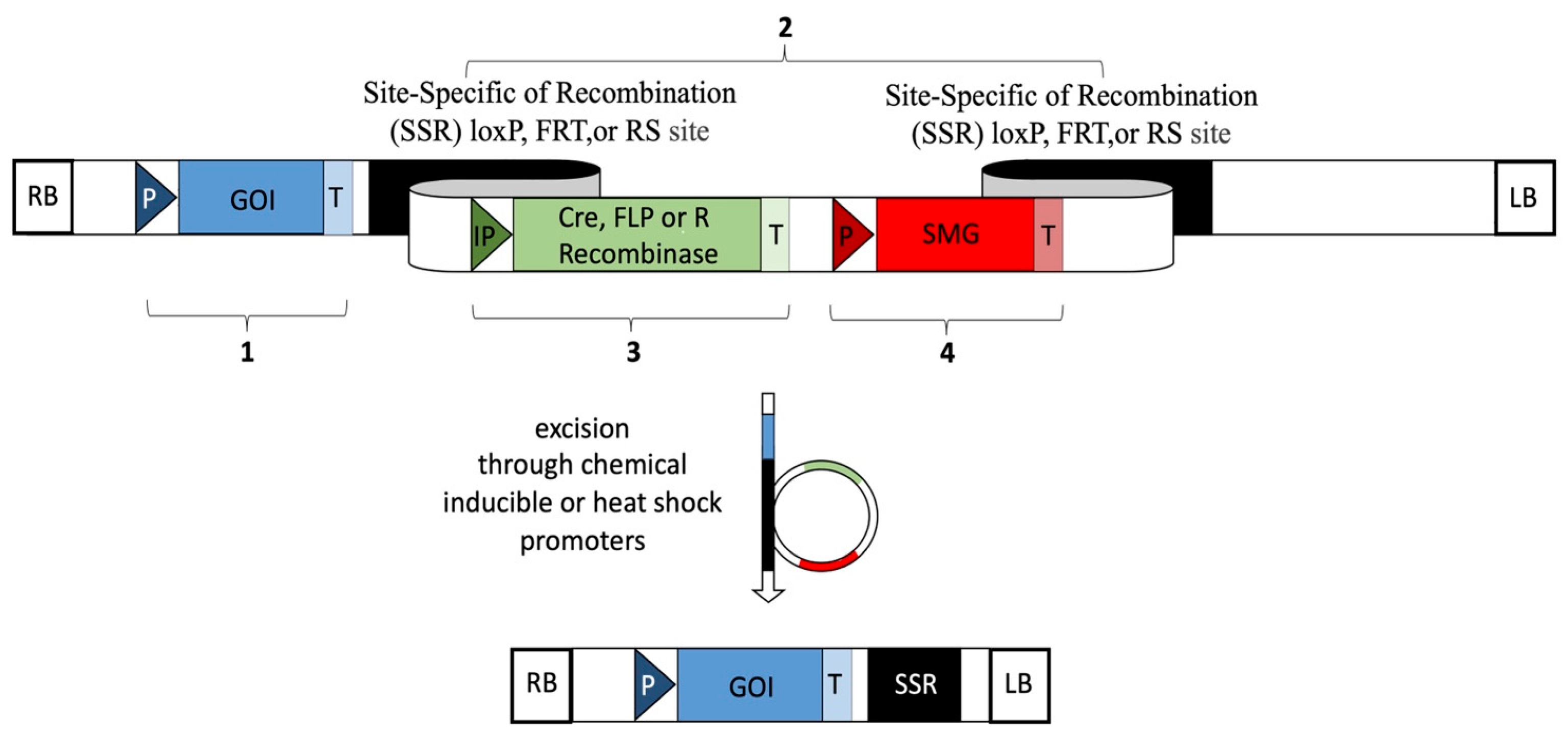 Overview on Current Selectable Marker Systems and Novel Marker Free ...