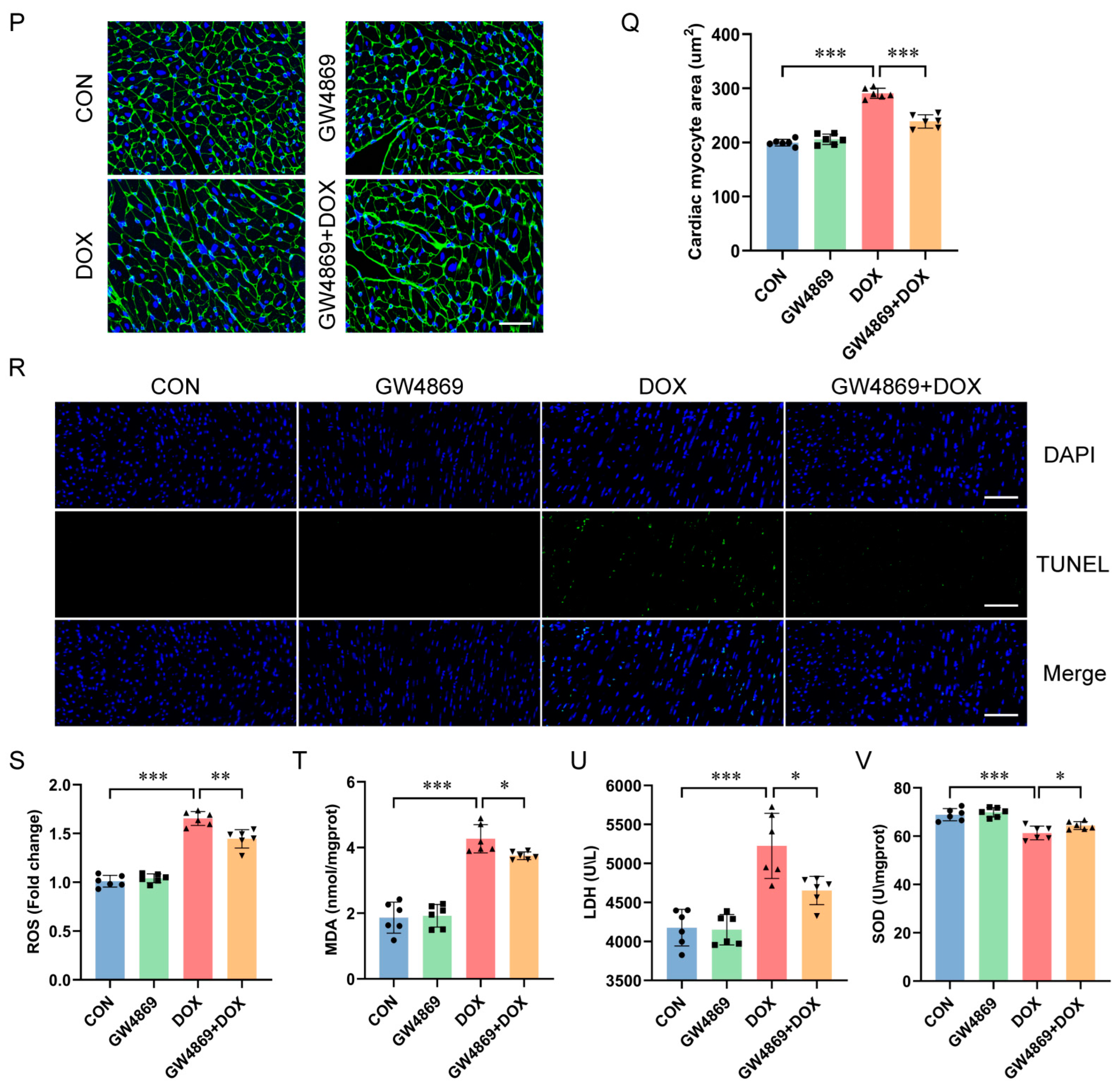 Doxorubicin-Induced Cardiotoxicity Through SIRT1 Loss Potentiates ...