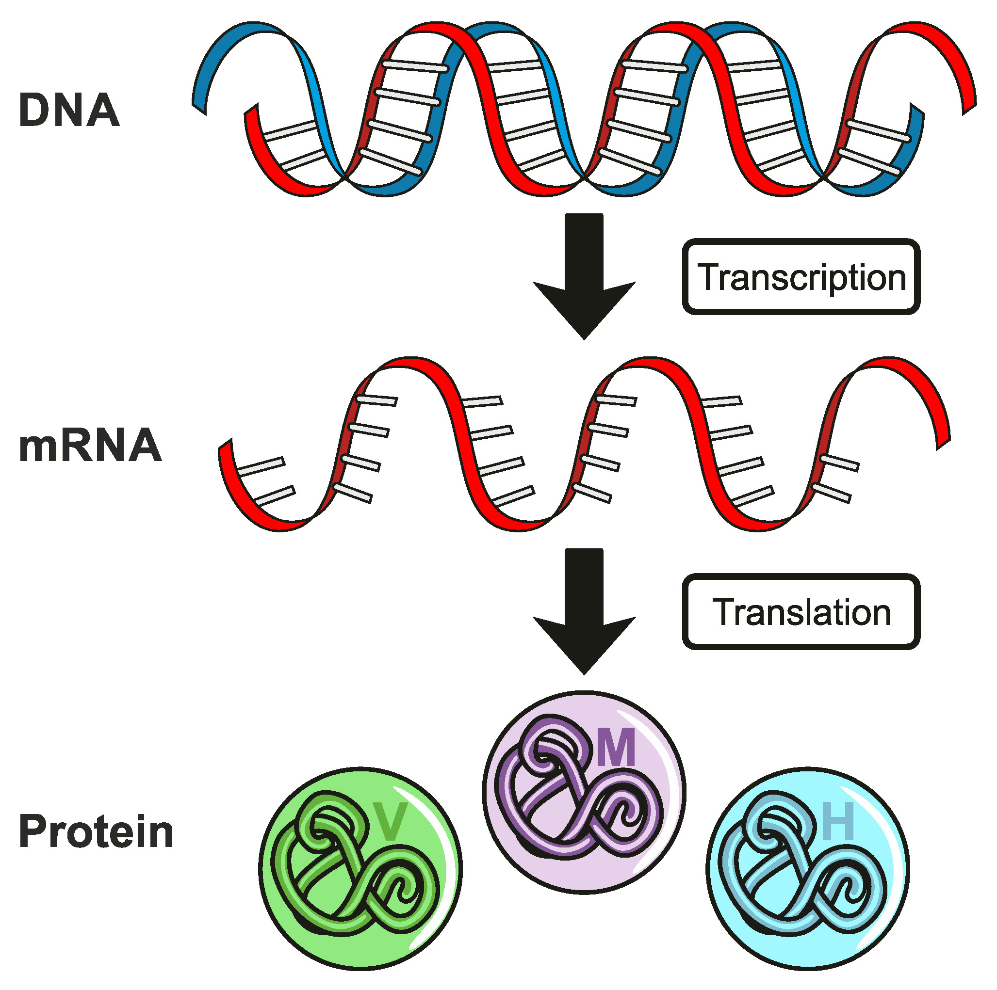 Advancing Therapeutic and Vaccine Proteins: Switching from Recombinant ...