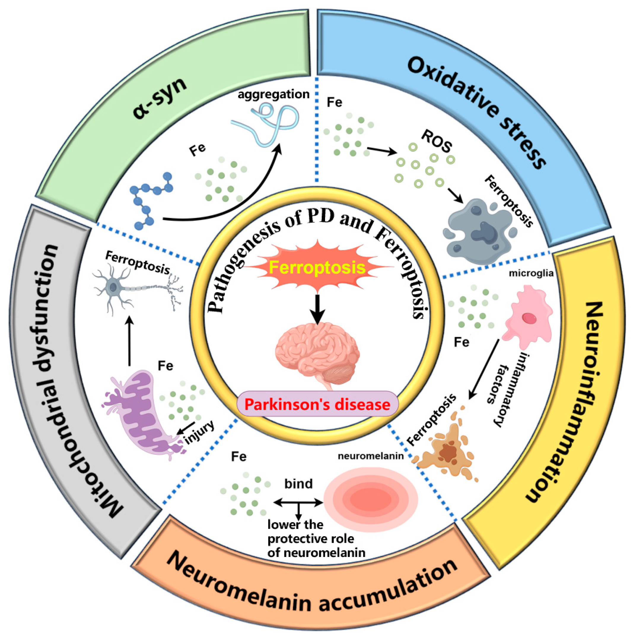 Targeting Ferroptosis in Parkinson's Disease: Mechanisms and