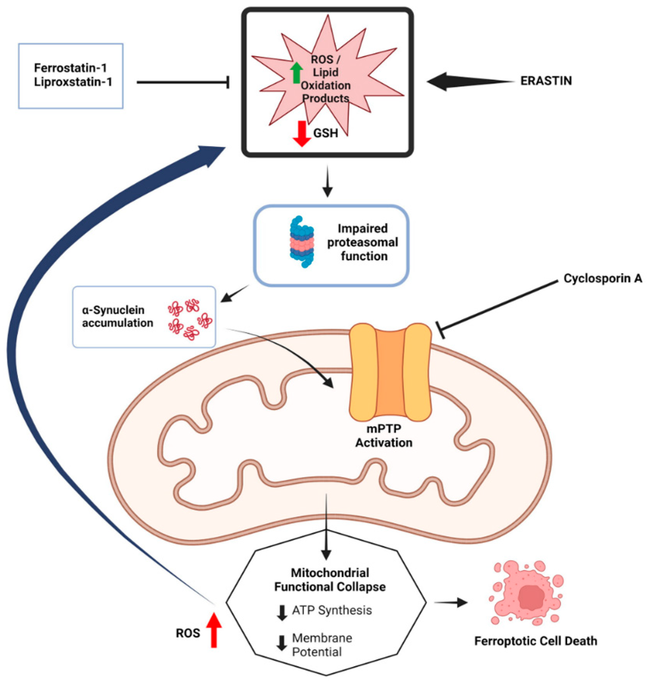 Targeting Ferroptosis in Parkinson's Disease: Mechanisms and