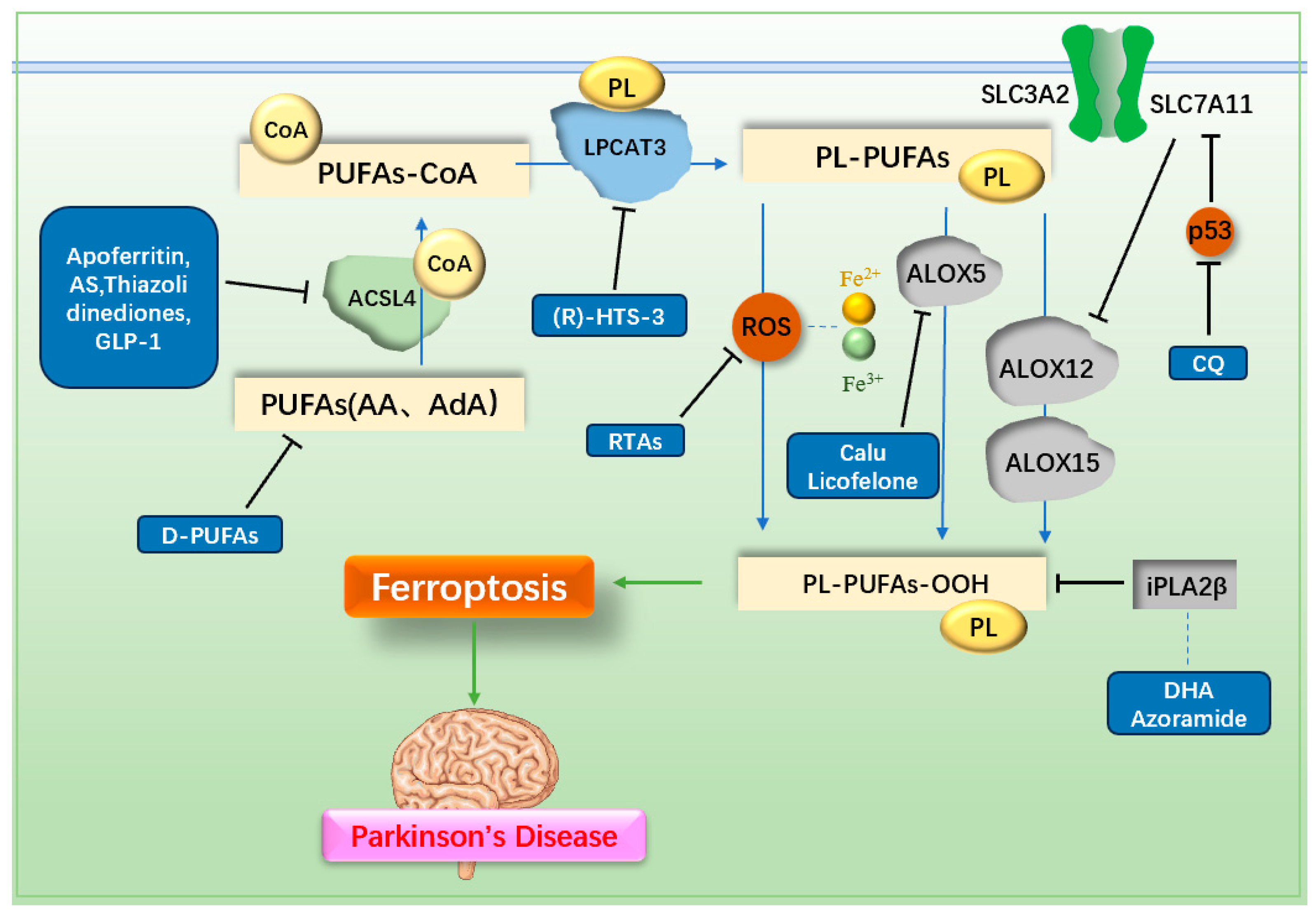 Targeting Ferroptosis in Parkinson's Disease: Mechanisms and