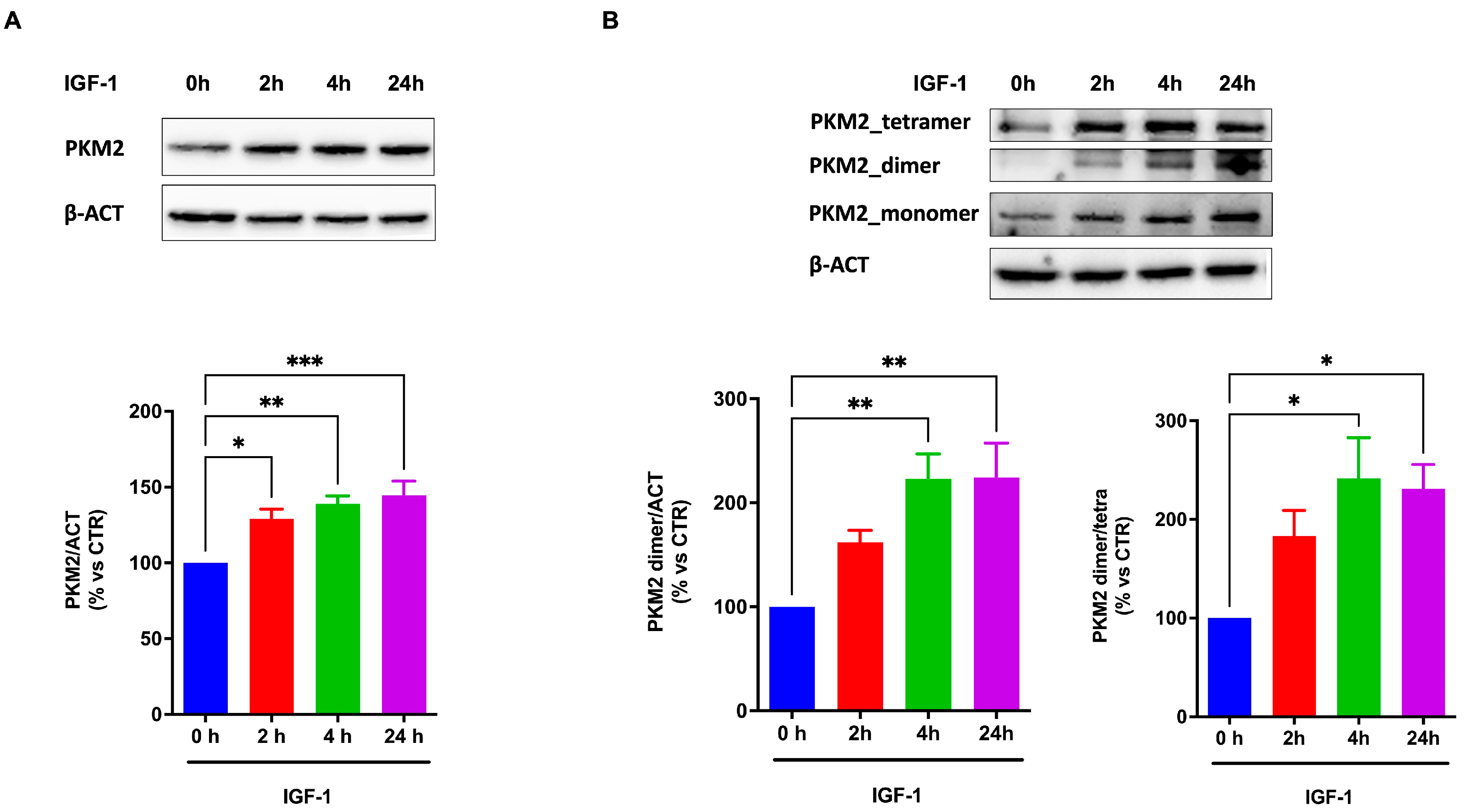 IGF1 Signaling Modulates Oxidative Metabolism and Stress Resistance in