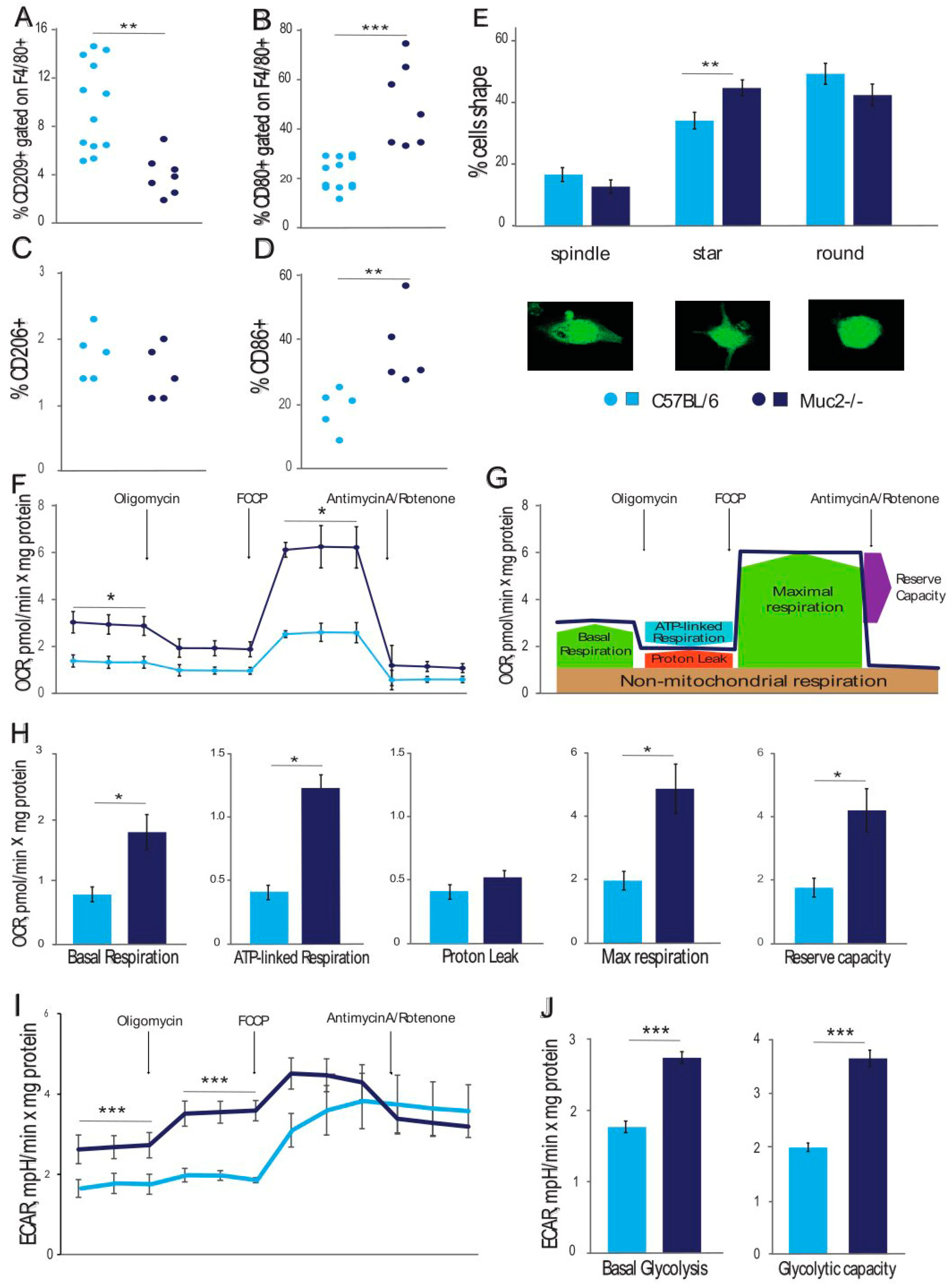 Changes In The Phenotype And Metabolism Of Peritoneal Macrophages In 