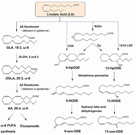 The Role of Linoleic Acid in Skin and Hair Health: A Review