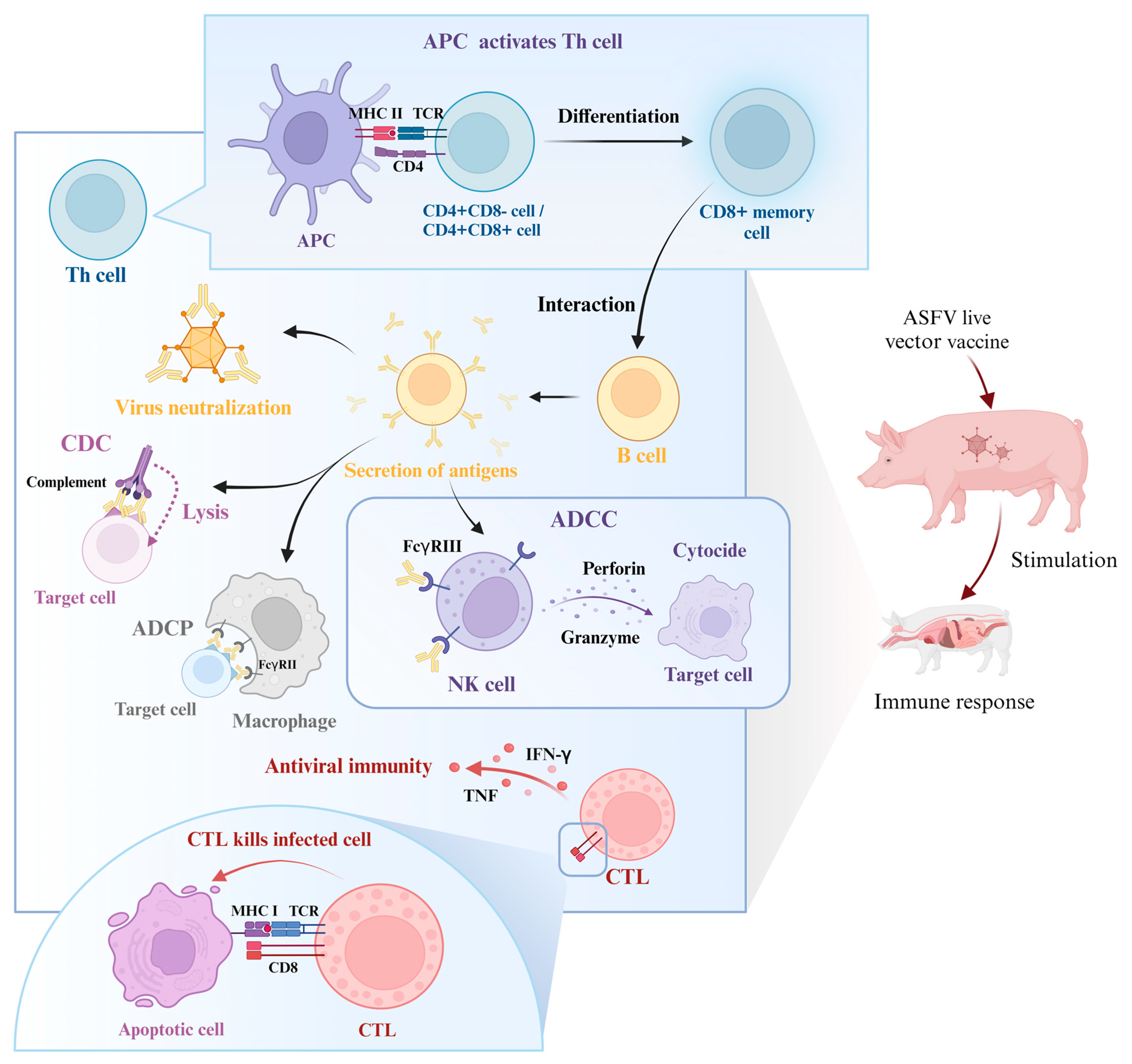 Progress in African Swine Fever Vector Vaccine Development