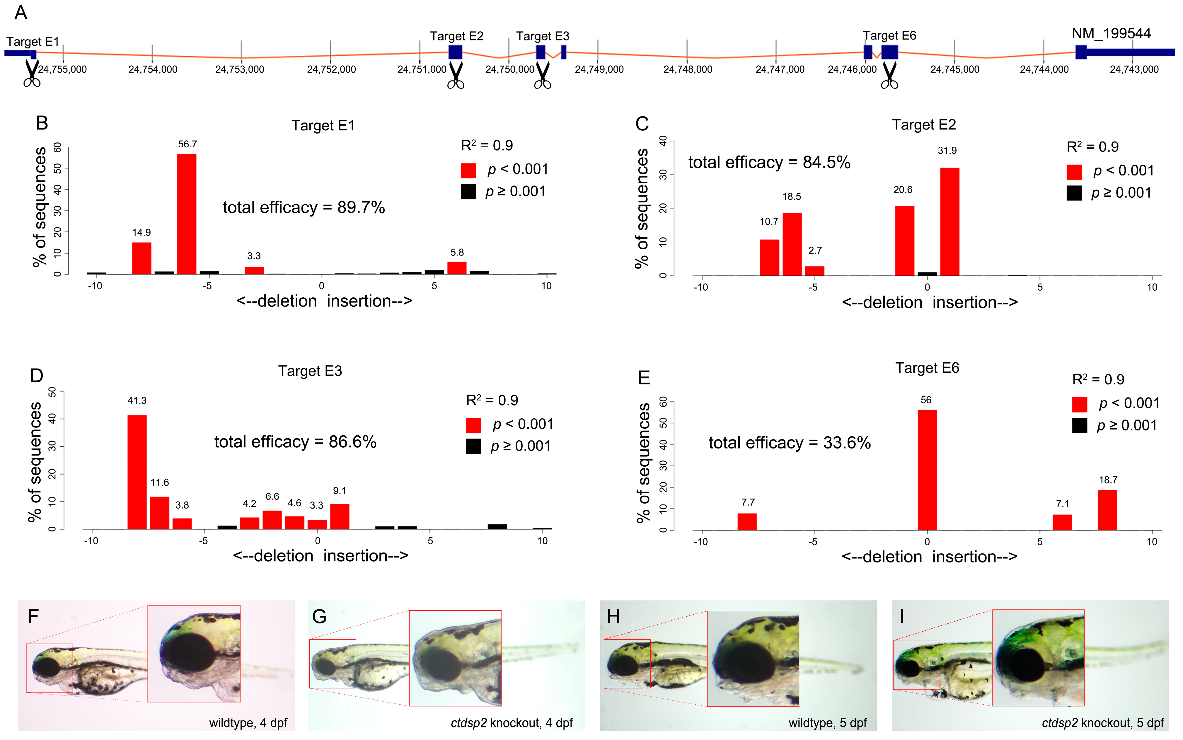 ctdsp2 Knockout Induces Zebrafish Craniofacial Dysplasia via ctdsp2 Knockout Induces Zebrafish Craniofacial Dysplasia via