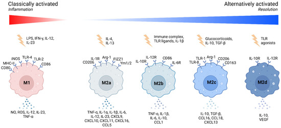 The Multifaceted Role of Macrophages in Biology and Diseases