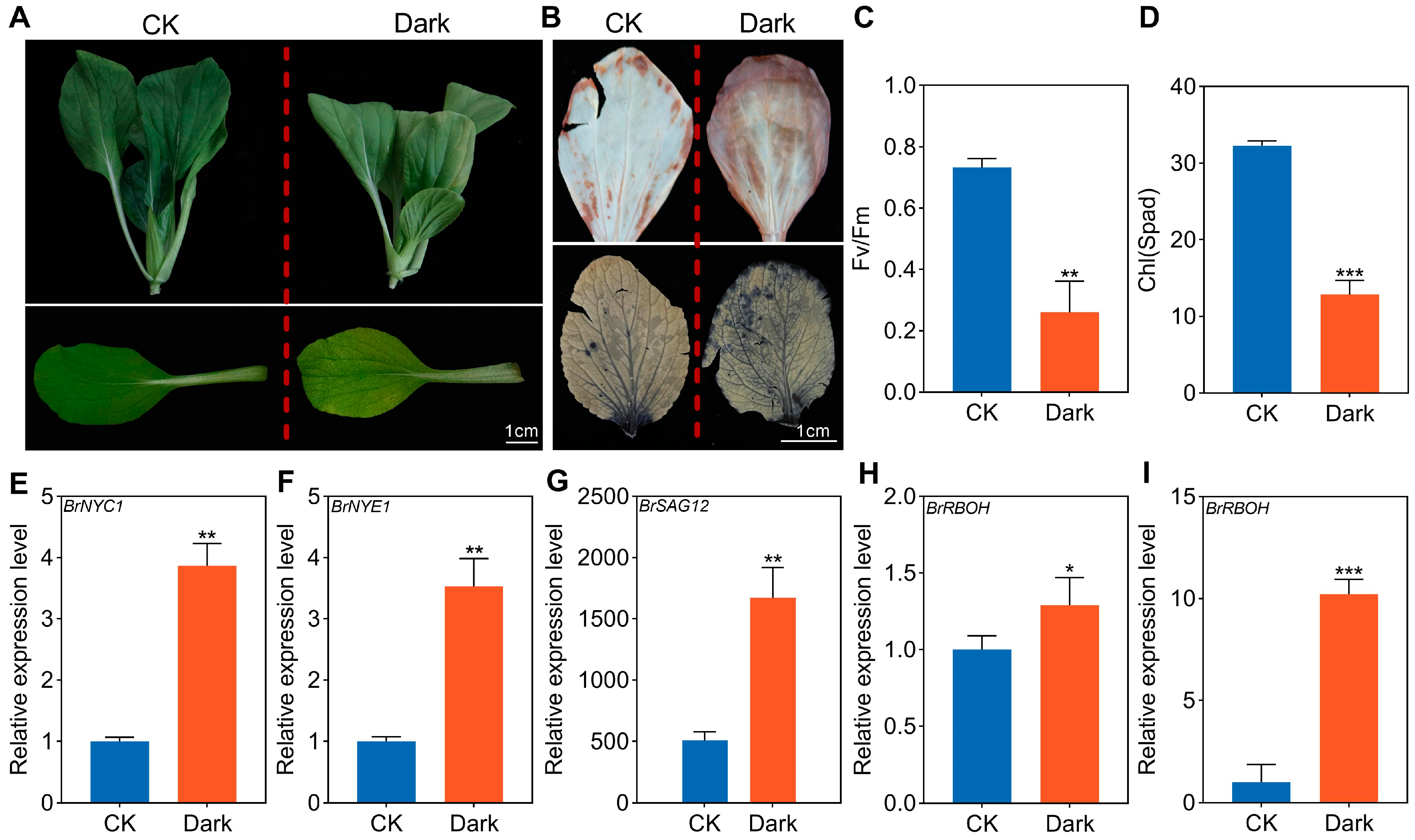 NAC047/052/104 Synergistically Regulate the Dark-Induced Leaf ...