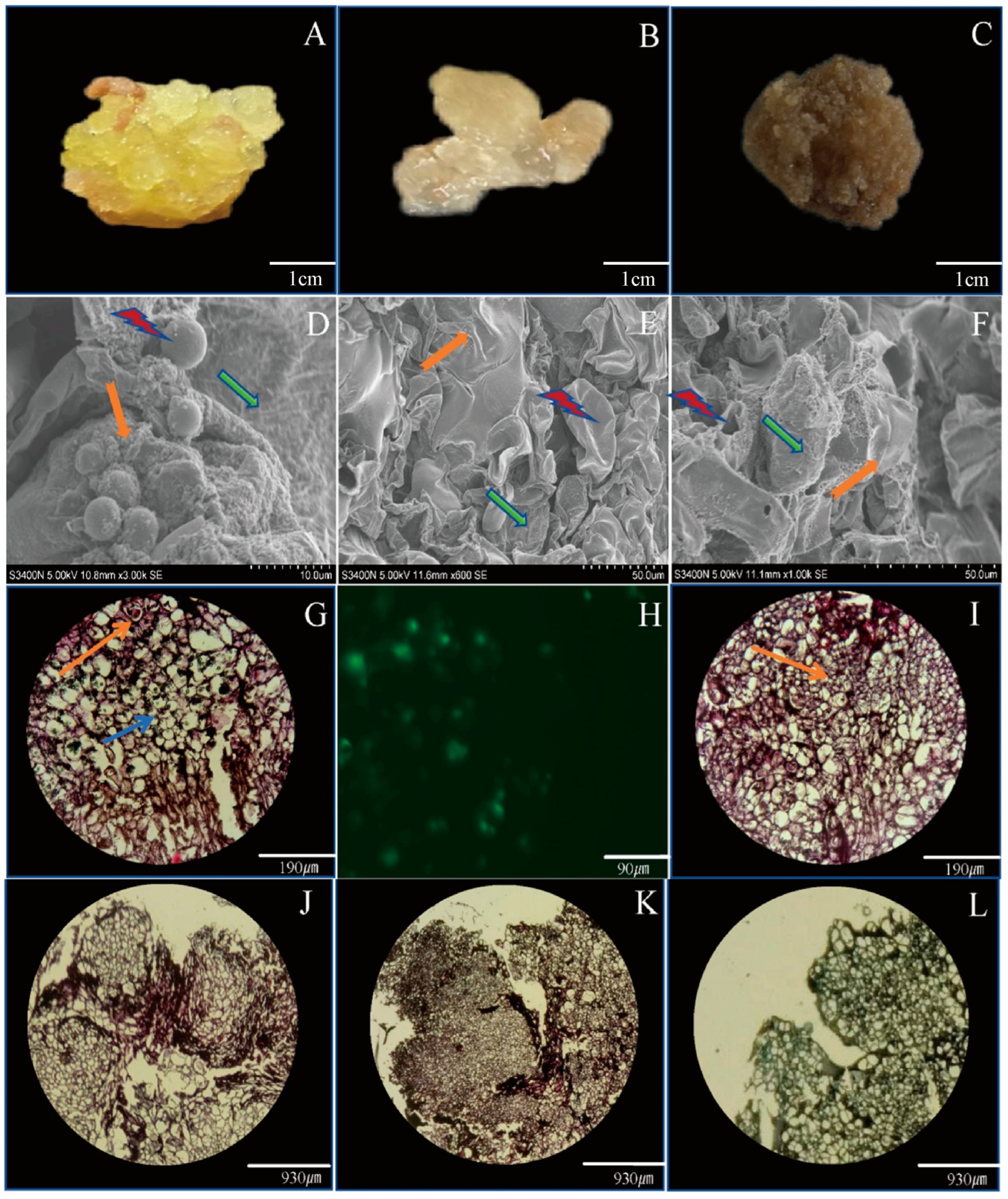 公式通販サイト - ファッション 通販 Culture Callus System Anthers Thunb japonica Lonicera from K-POP・アジア