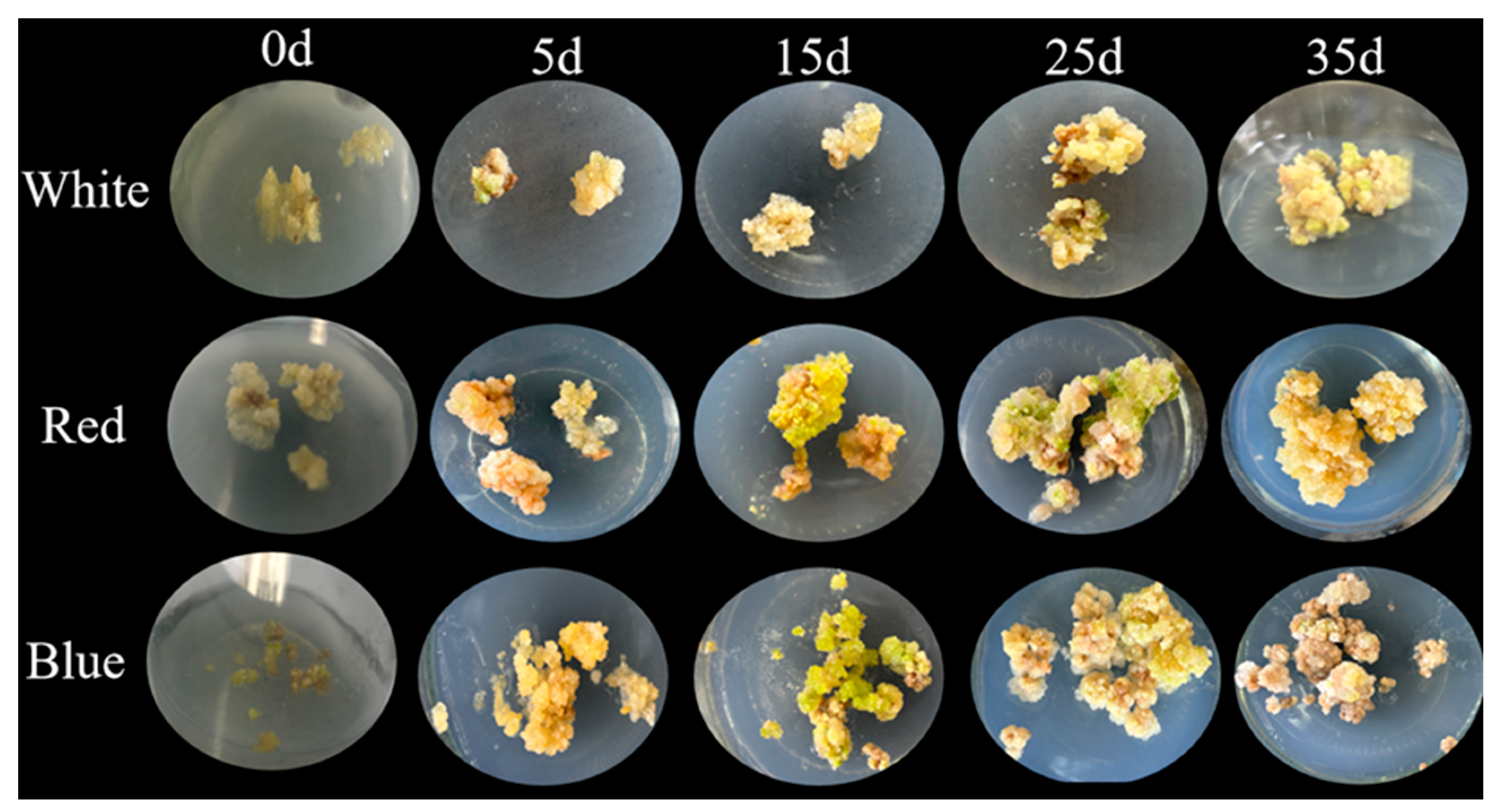 Callus Culture System from Lonicera japonica Thunb Anthers