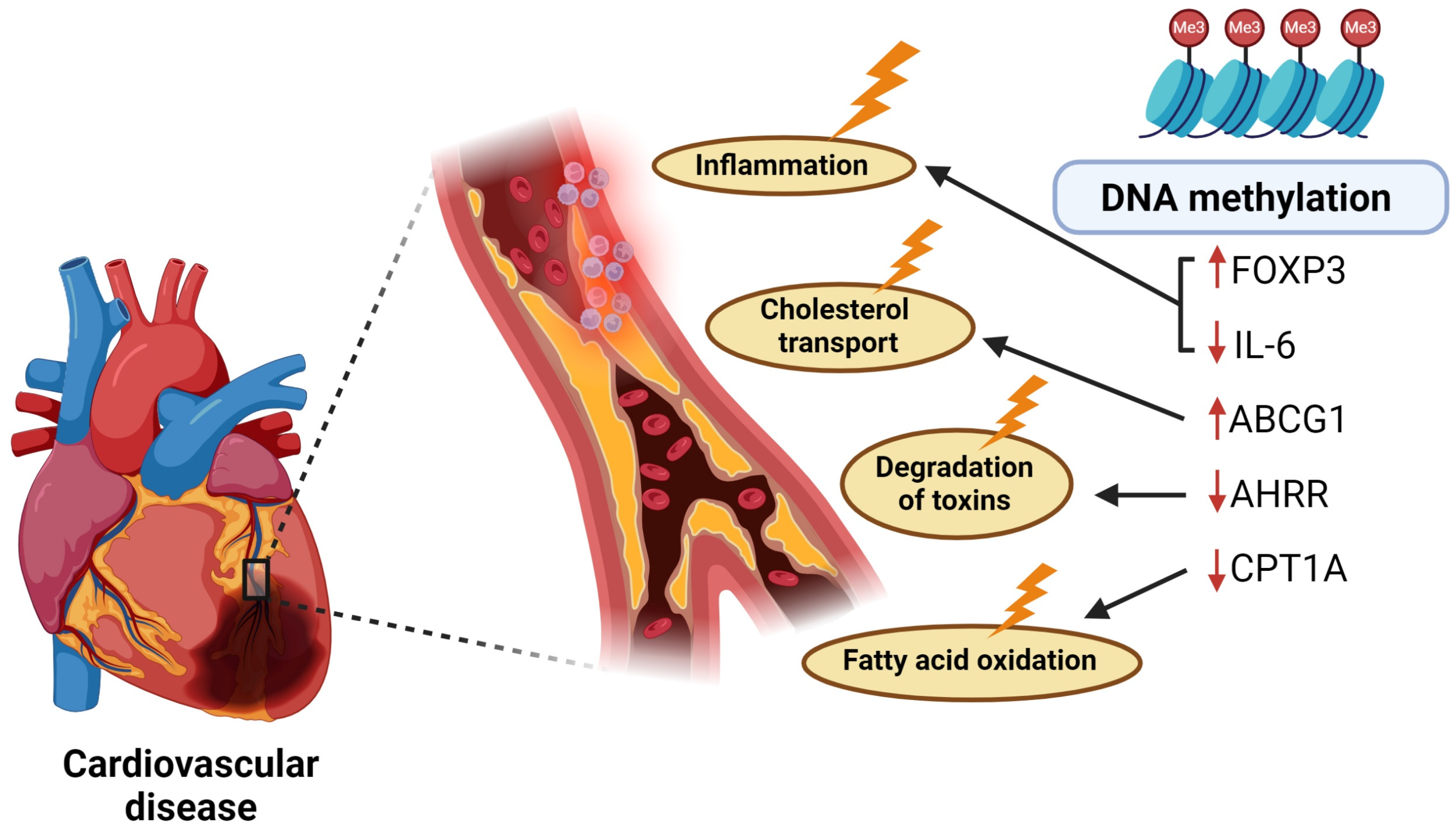 Blood-Based DNA Methylation Biomarkers to Identify Risk and Progression ...