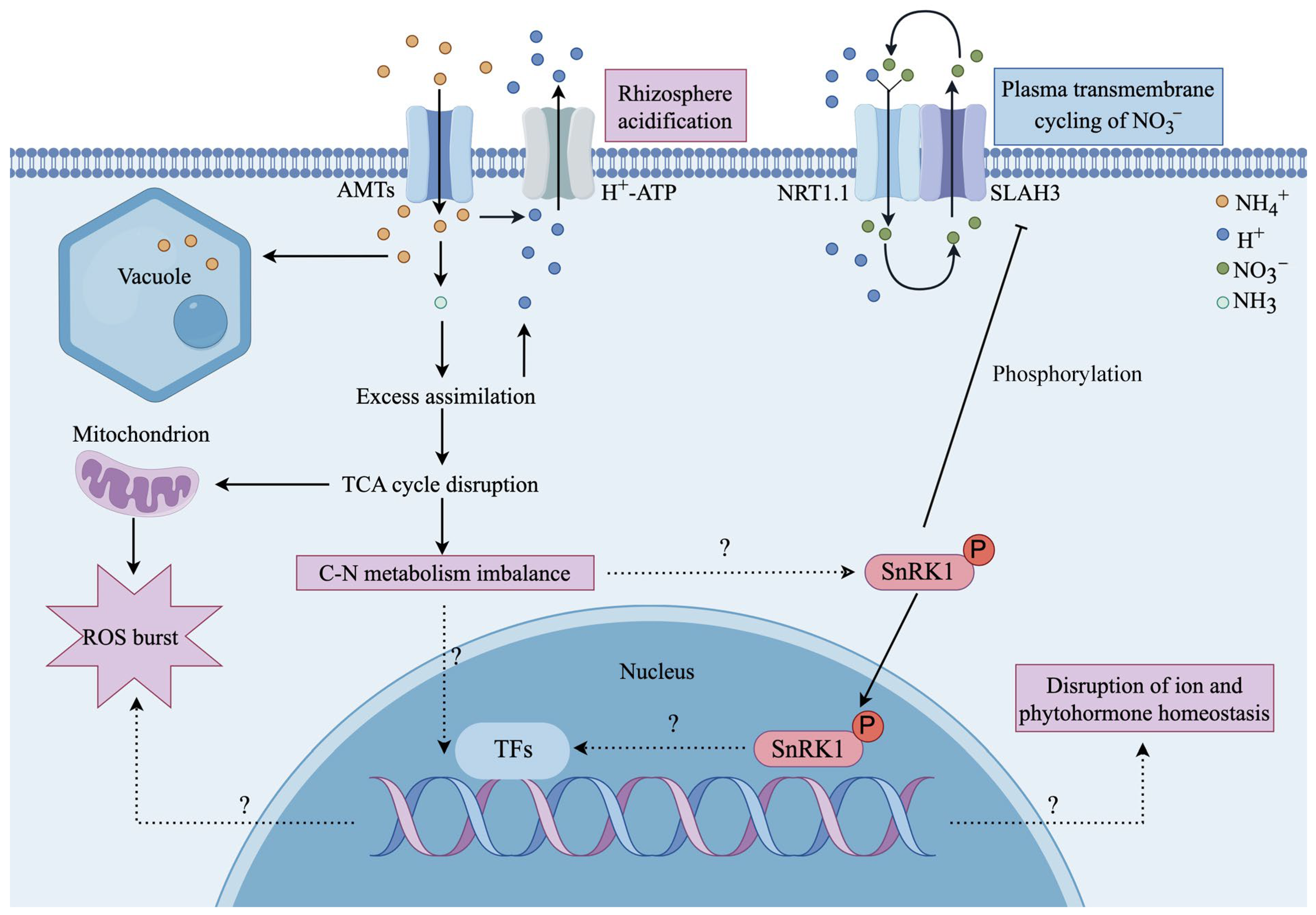 Phenotype Assessment and Putative Mechanisms of Ammonium Toxicity to Plants