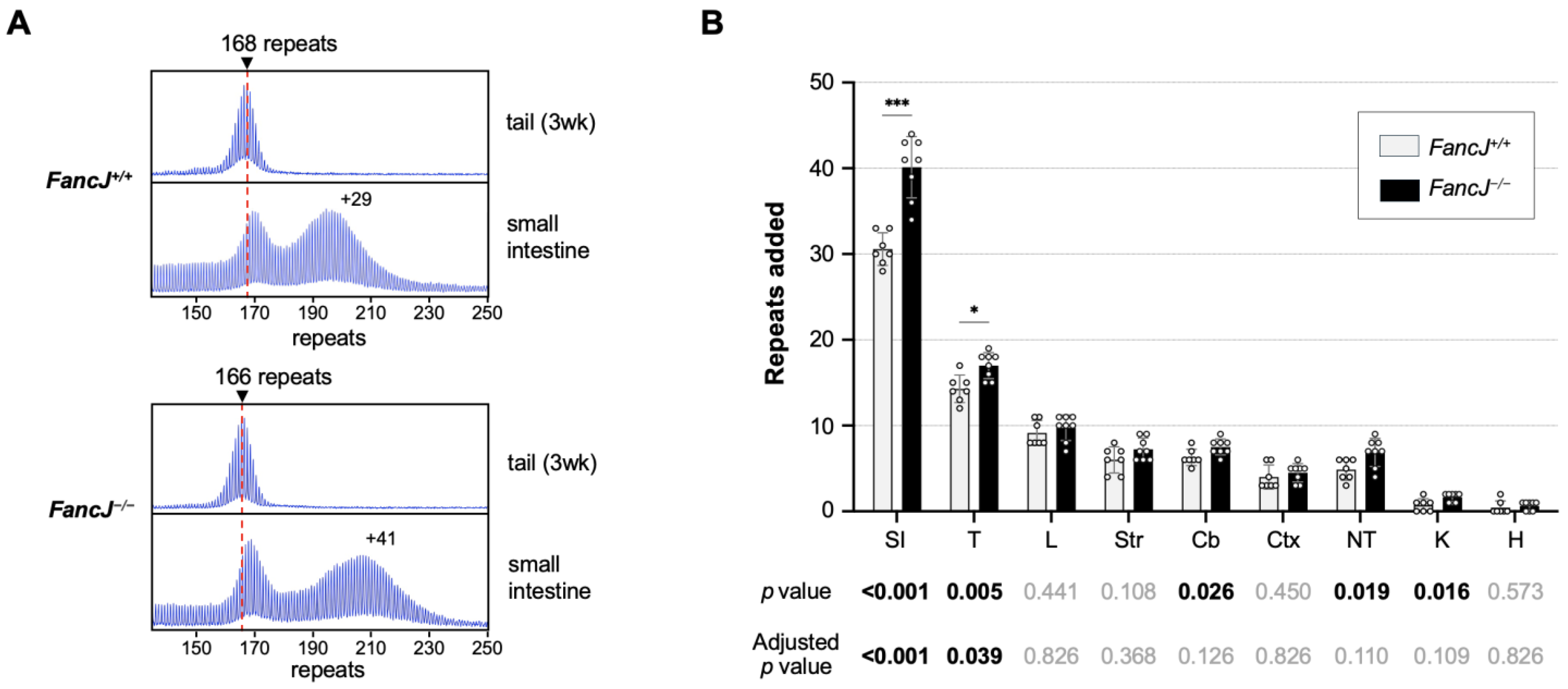 Tissue-Specific Effects of the DNA Helicase FANCJ/BRIP1/BACH1 on Repeat ...