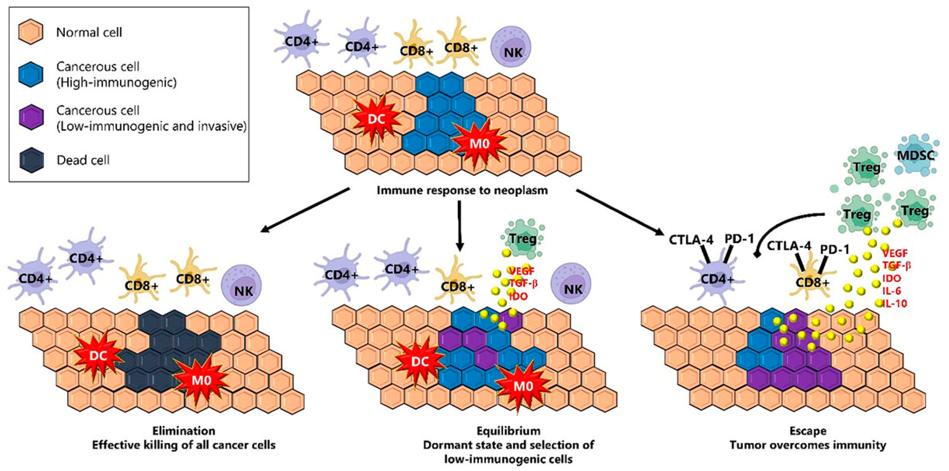 The Role of the Tumor Microenvironment (TME) in Advancing Cancer ...