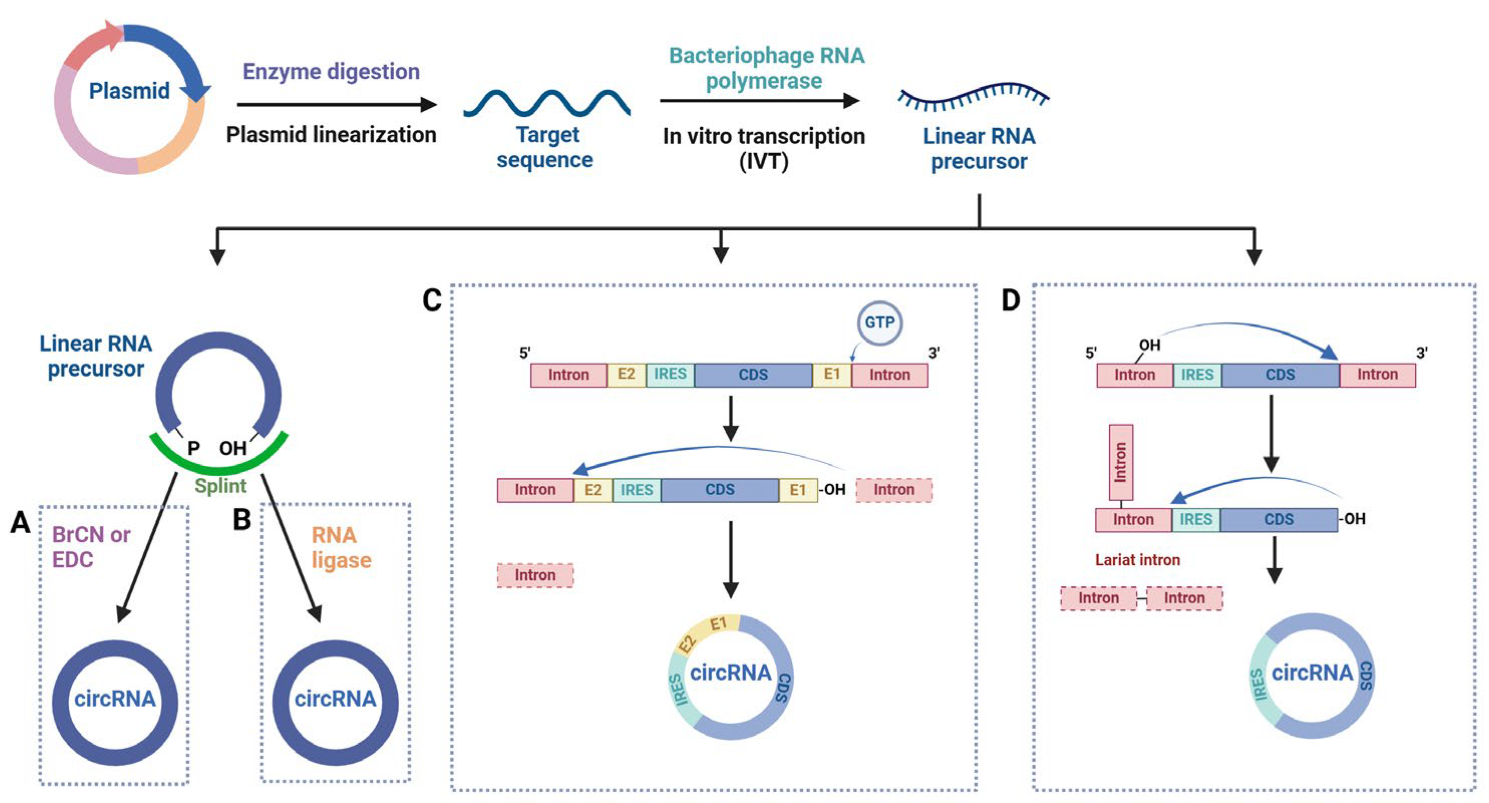 The Application of Non-Coding RNAs as Biomarkers, Therapies