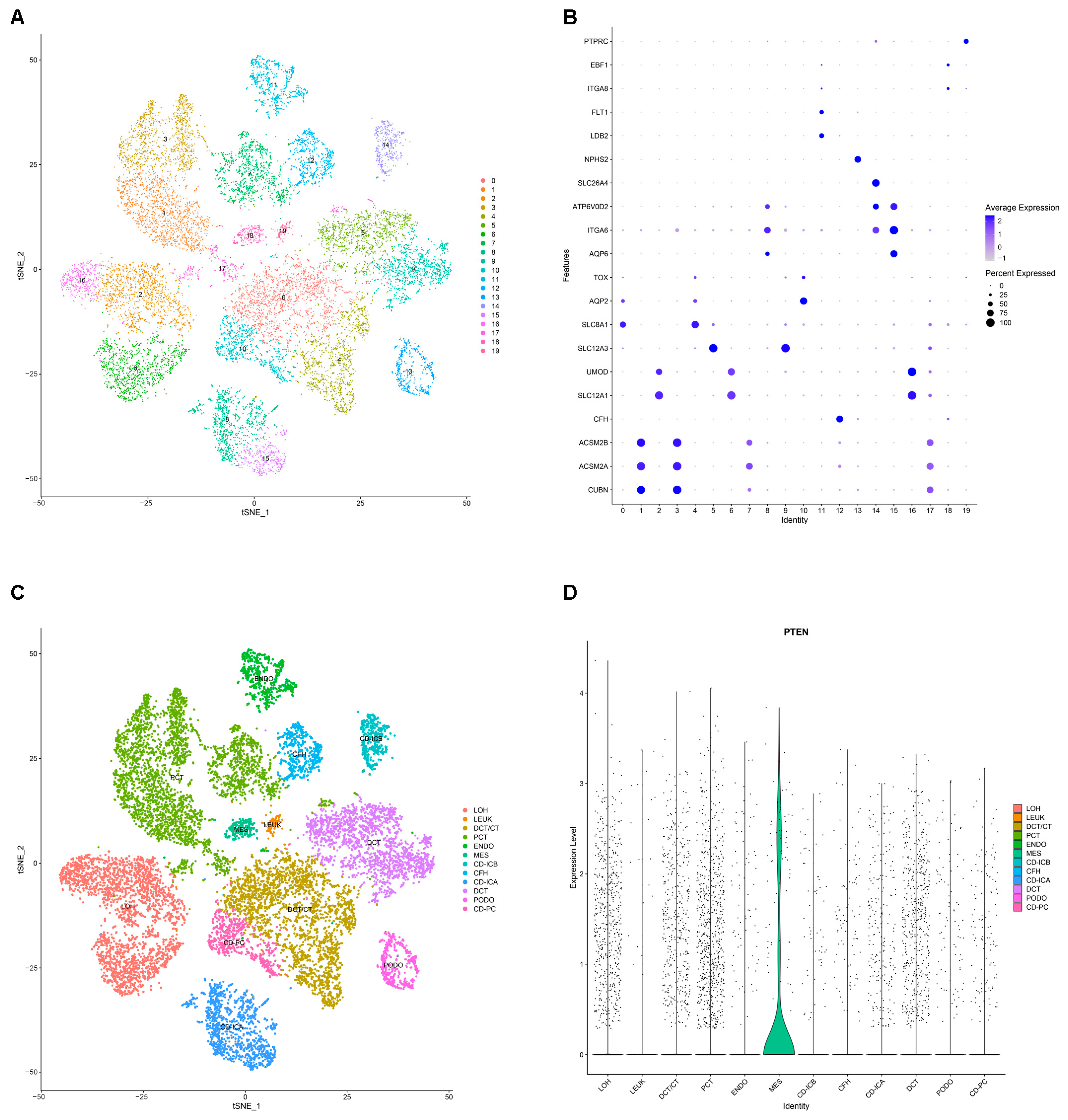 PTEN: A Novel Diabetes Nephropathy Protective Gene Related