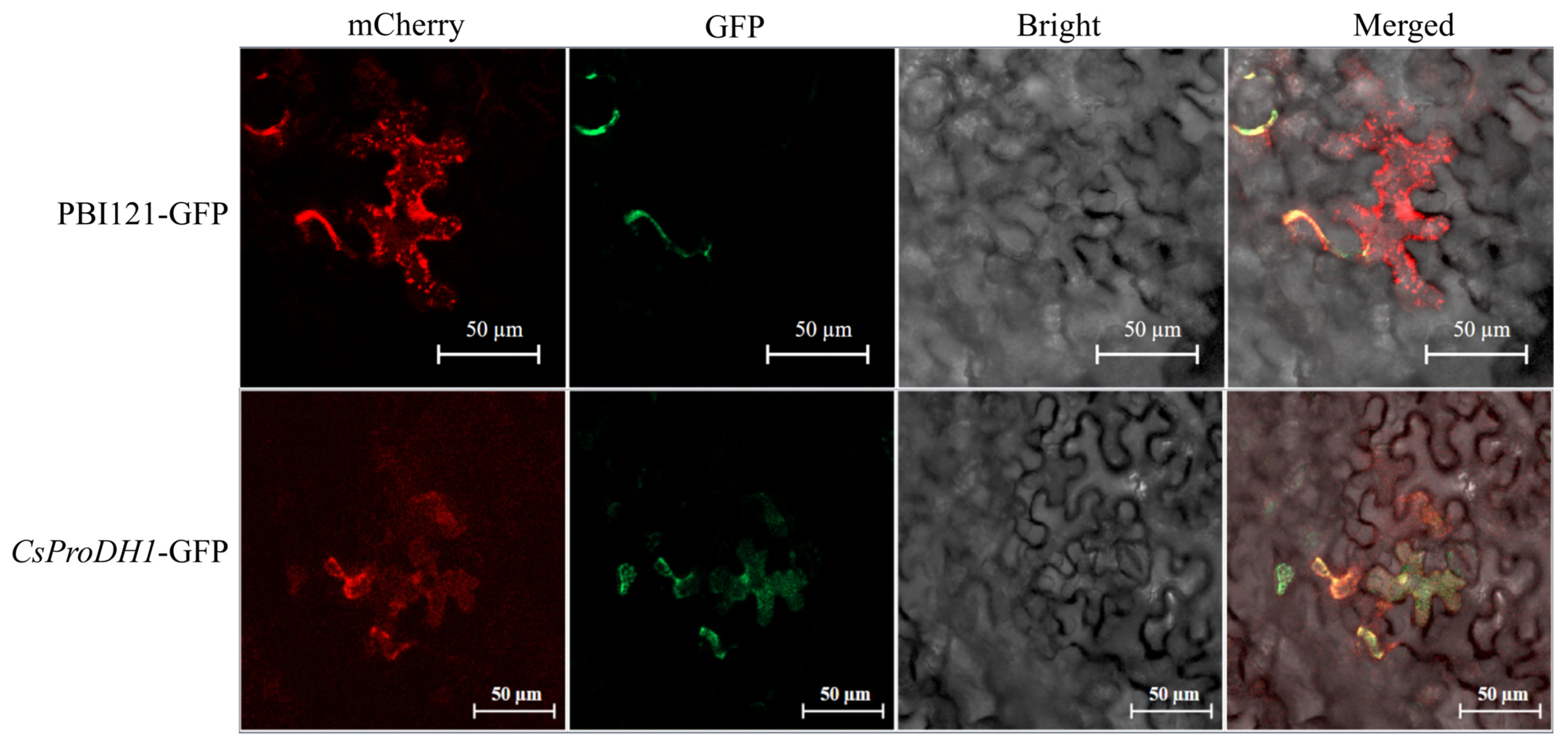 The Proline Dehydrogenase Gene CsProDH1 Regulates